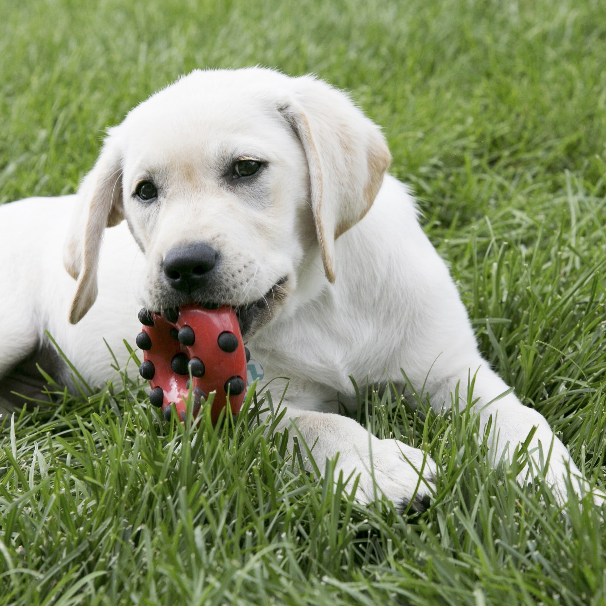 Kong Dotz Square, Hundespielzeug - Woofshack