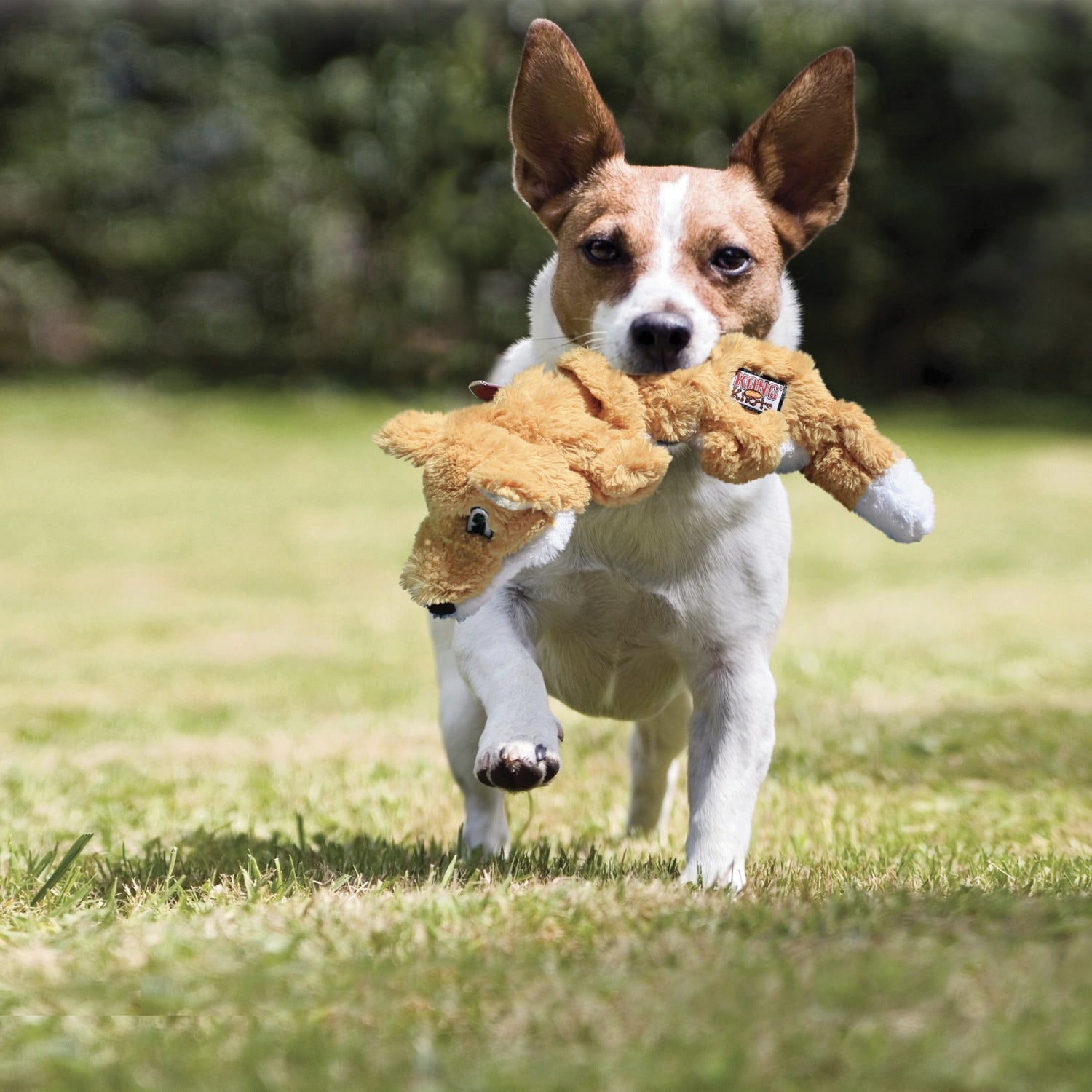 Kong Scrunch Knots Raccoon, Hundespielzeug - Woofshack