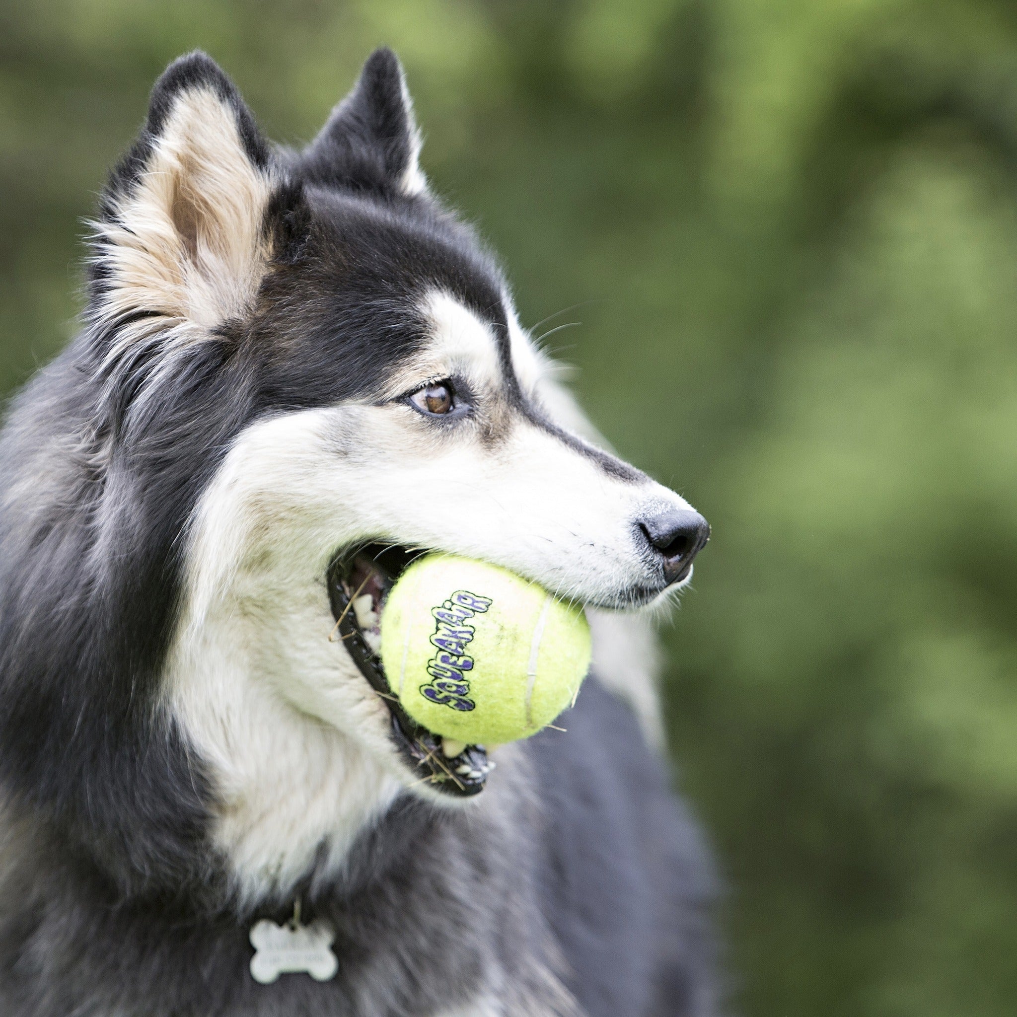 Kong Squeakair Tennisball, Hundespielzeug - Woofshack