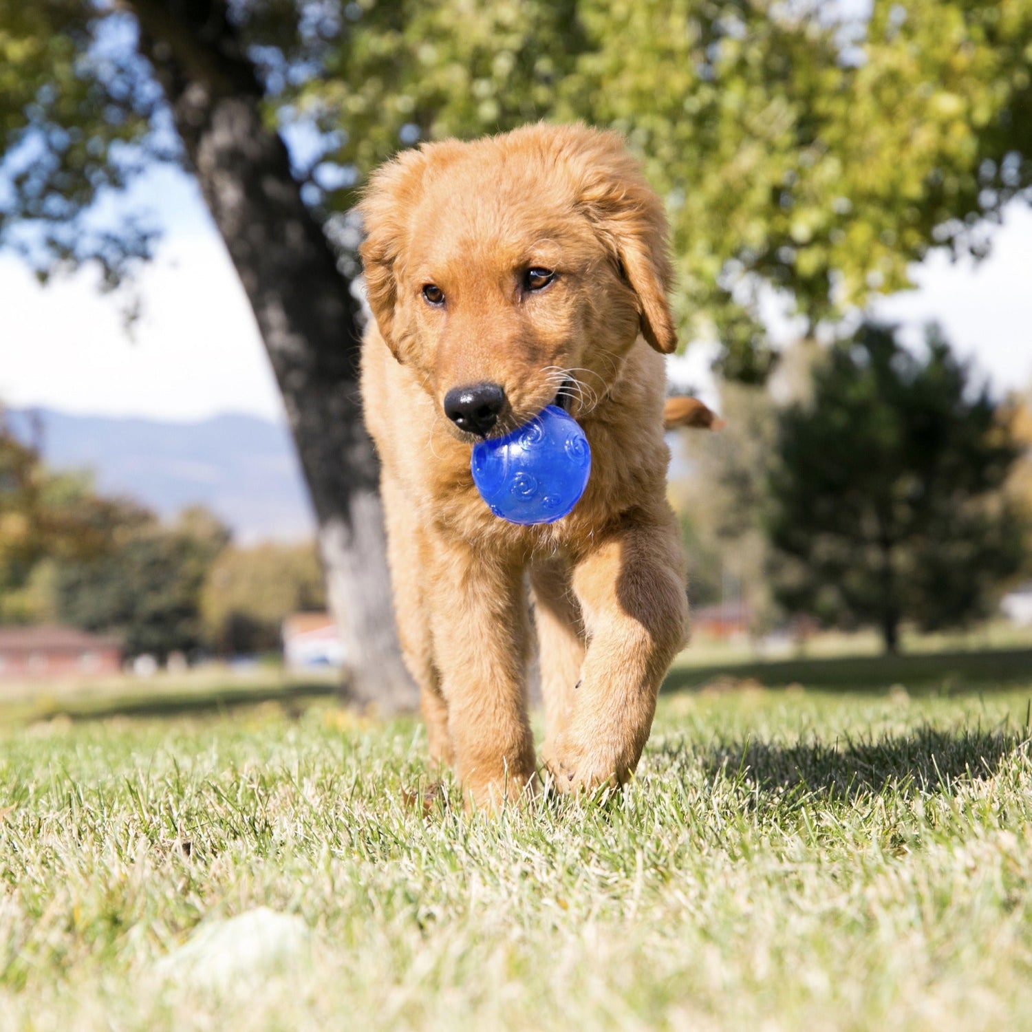 Kong Squeezz Ball, Hundespielzeug - Woofshack