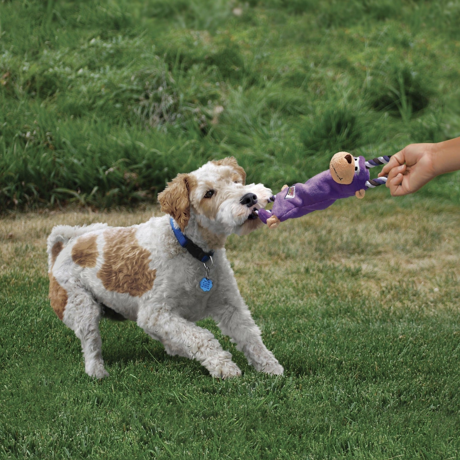 Kong Tugger Knots Frog, Hundespielzeug - Woofshack