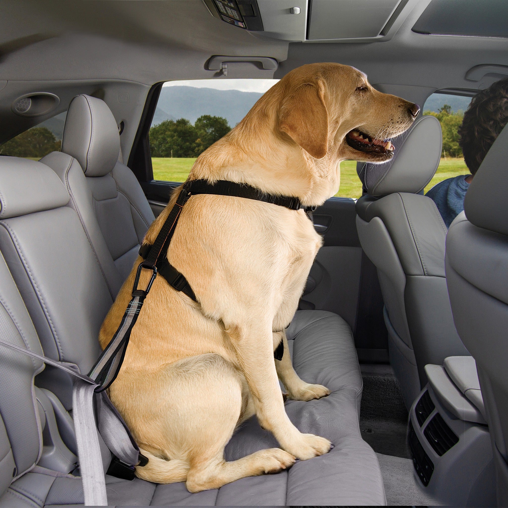 Dog hotsell with seatbelt