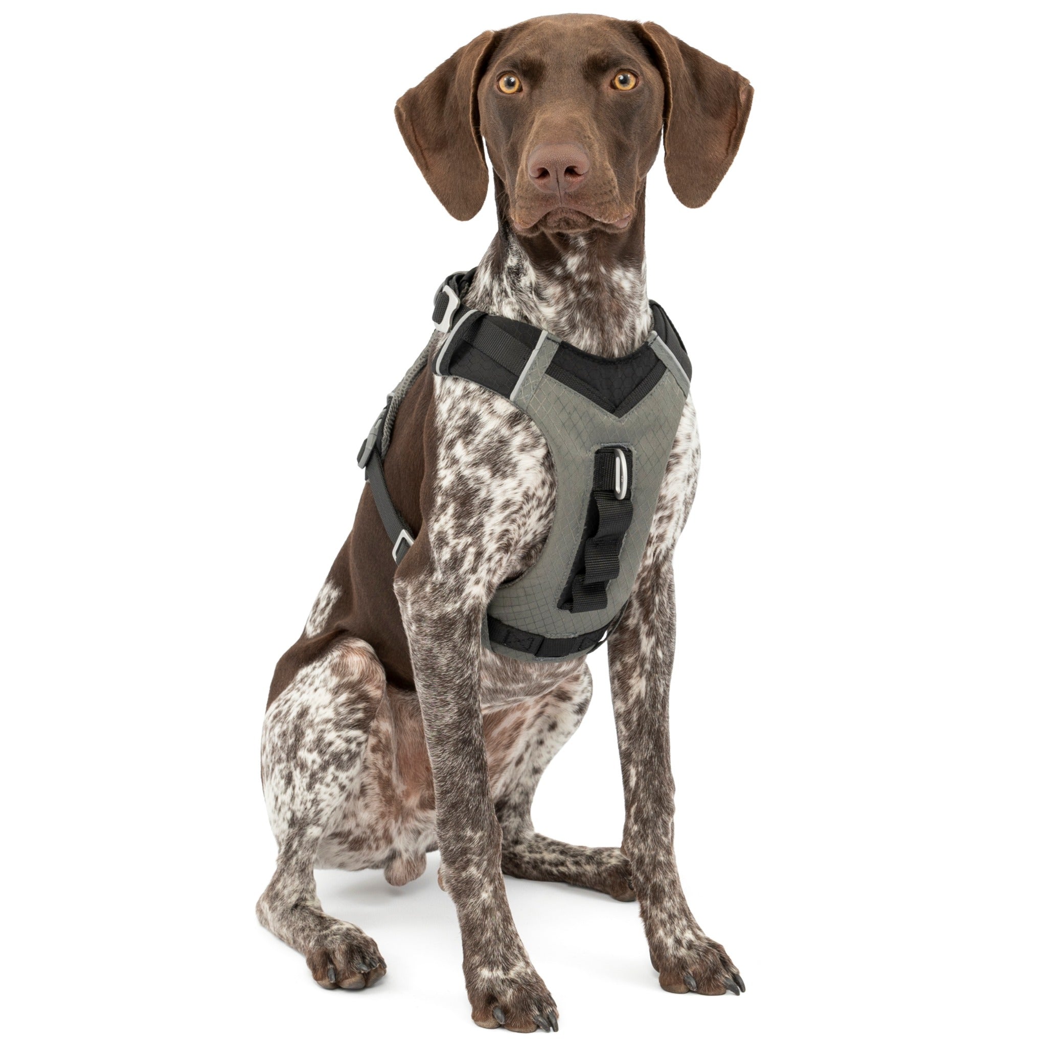 Best dog harness top for german shorthaired pointer