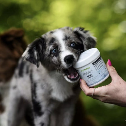 Perro Pro Gelenk100 Pulver für Hunde - Woofshack