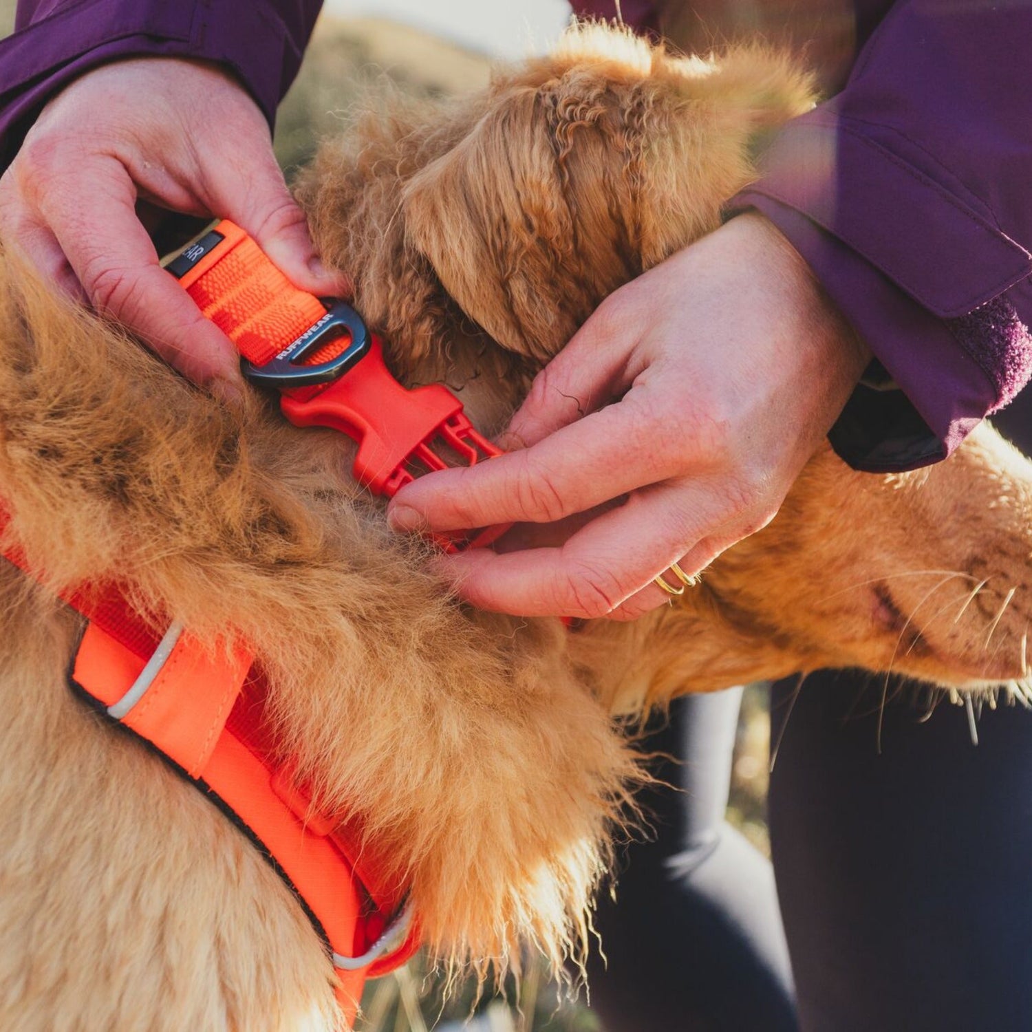 Ruffwear Front Range Collar, Hundehalsband - Woofshack