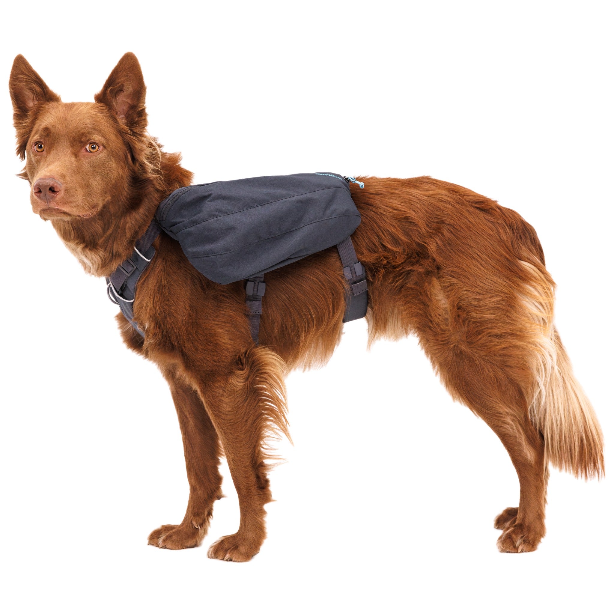 Ruffwear Front Range Day Pack dog backpack