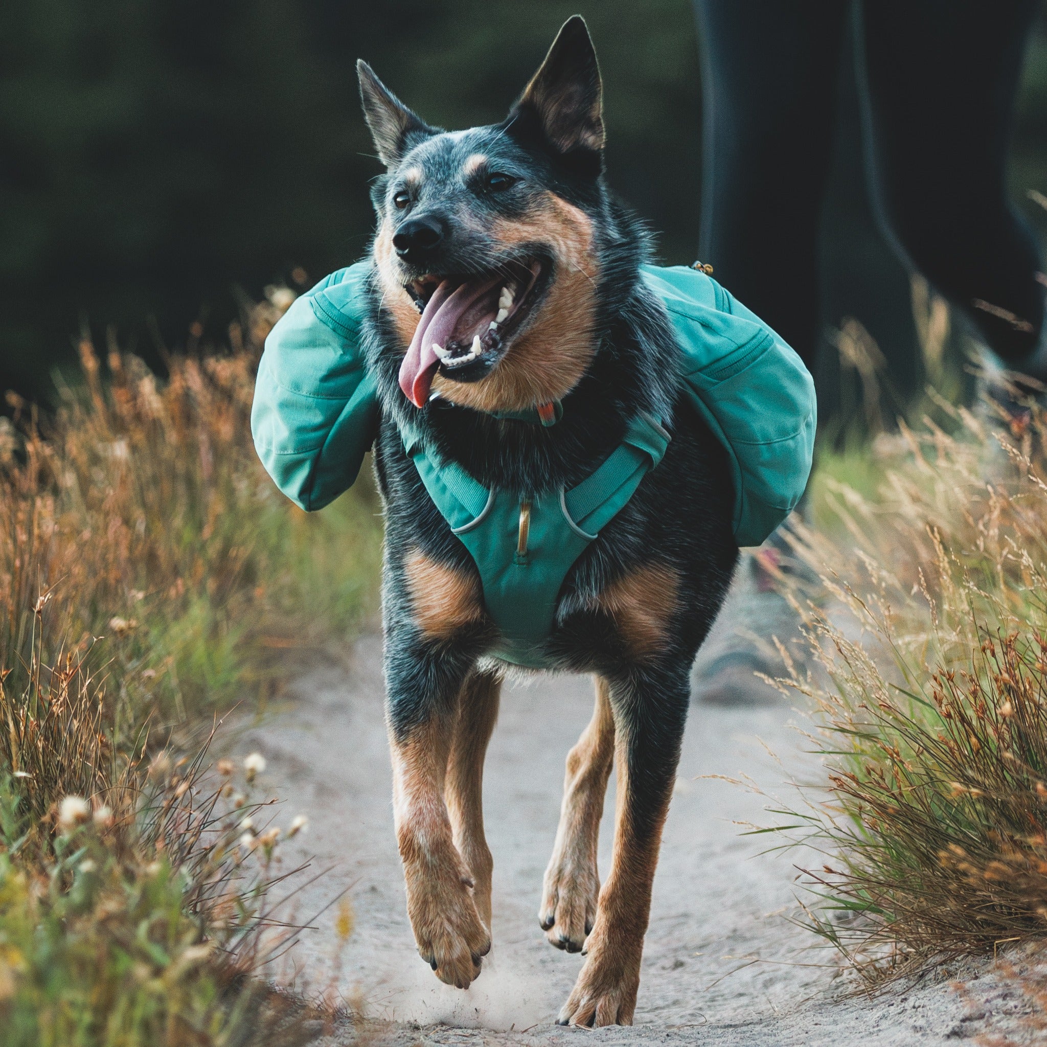 Ruffwear Front Range Day Pack dog backpack