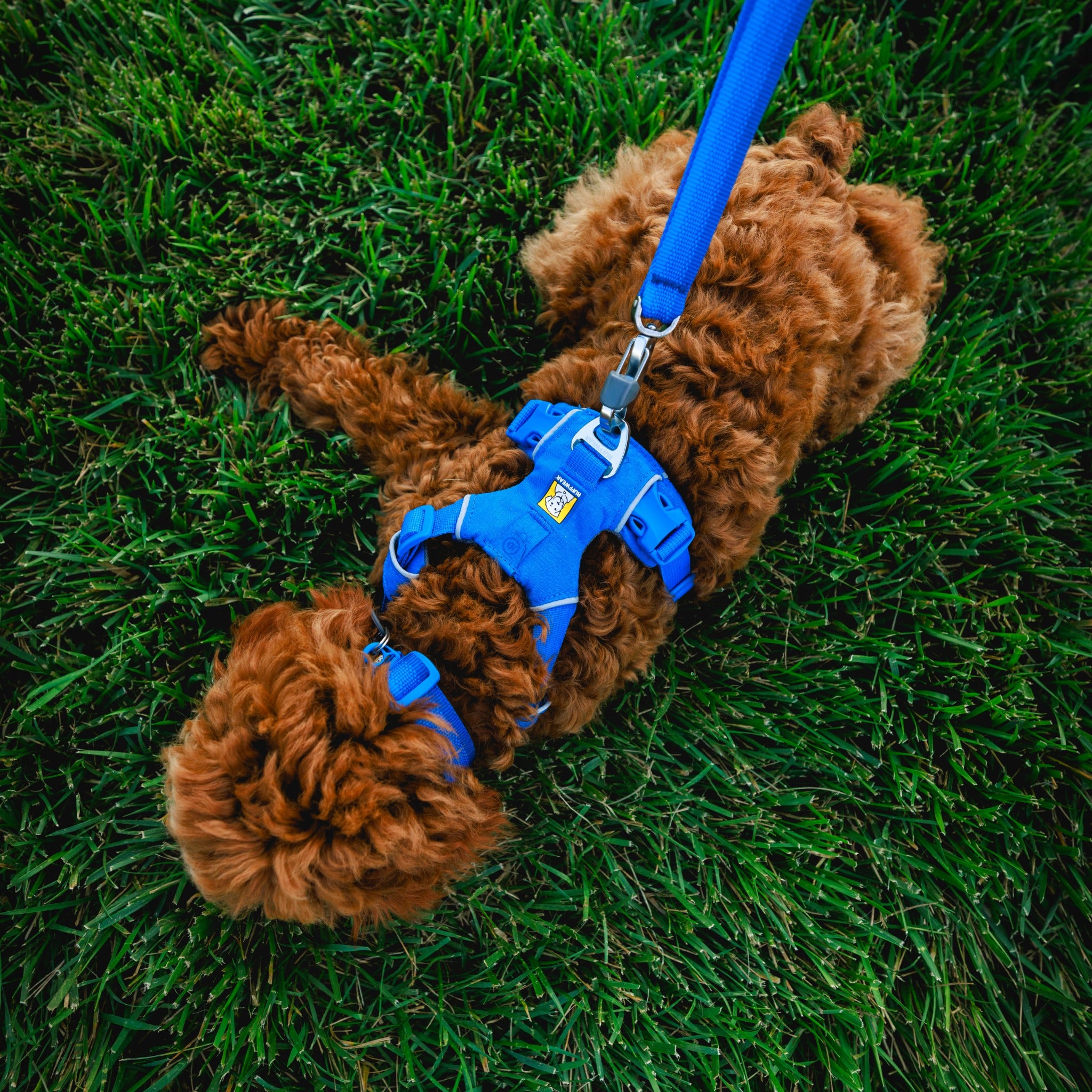 Dog harness the outlet range