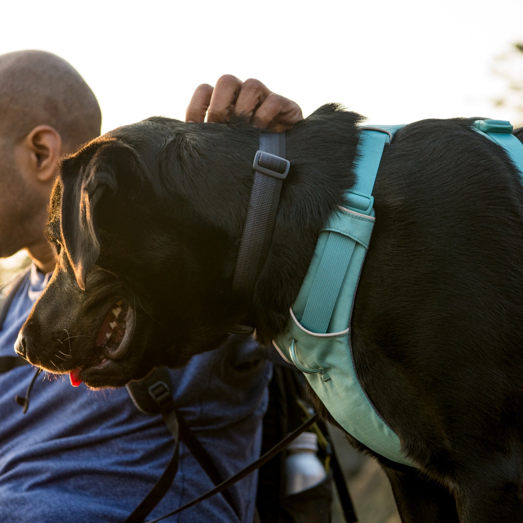 Ruffwear Front Range Dog Harness