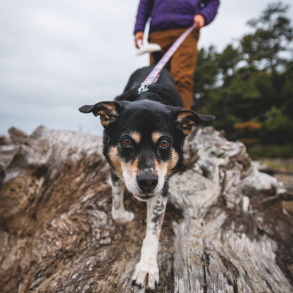 Ruffwear Front Range Leash, Hundeleine