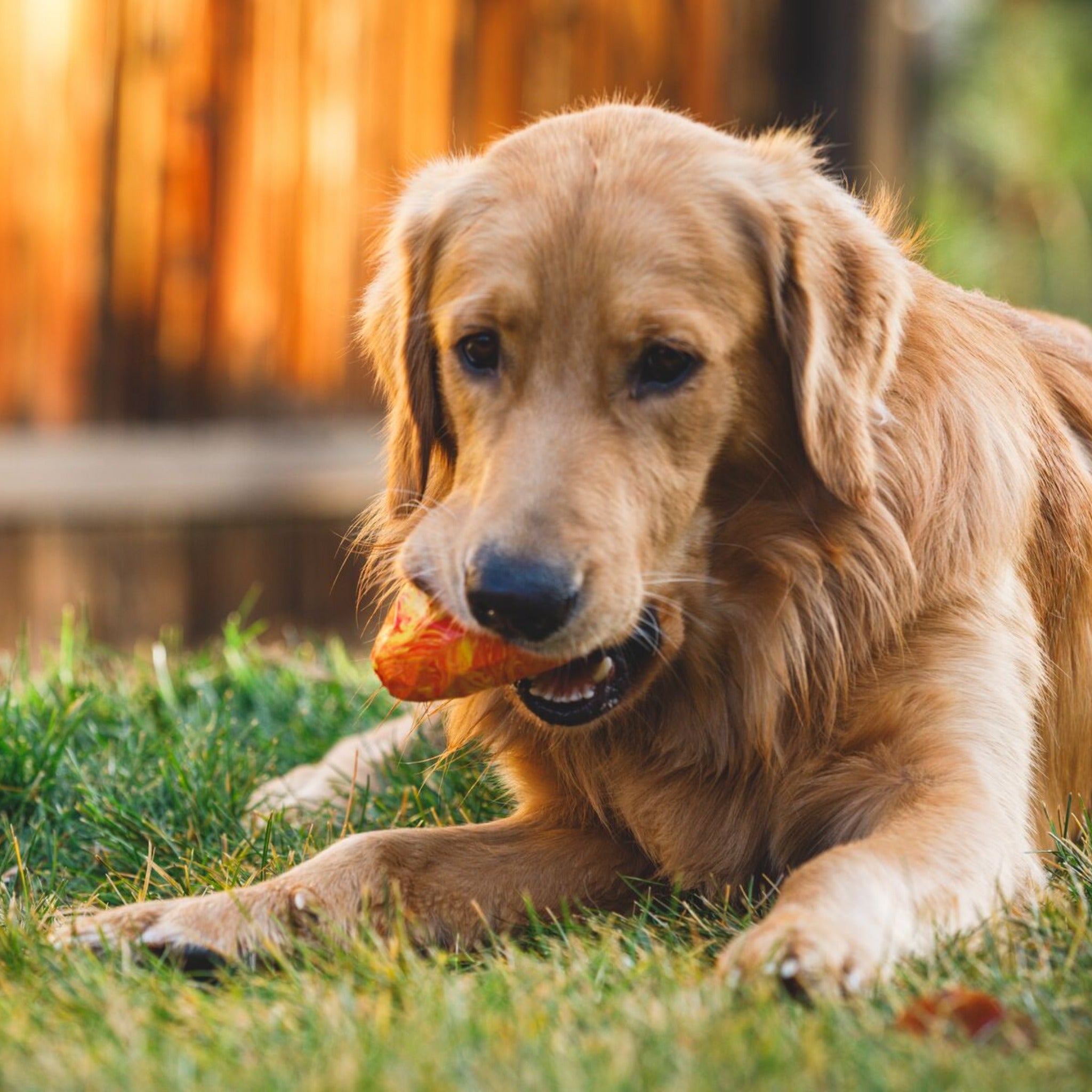 Ruffwear Gnawt - a - Cone, Hundespielzeug - Woofshack