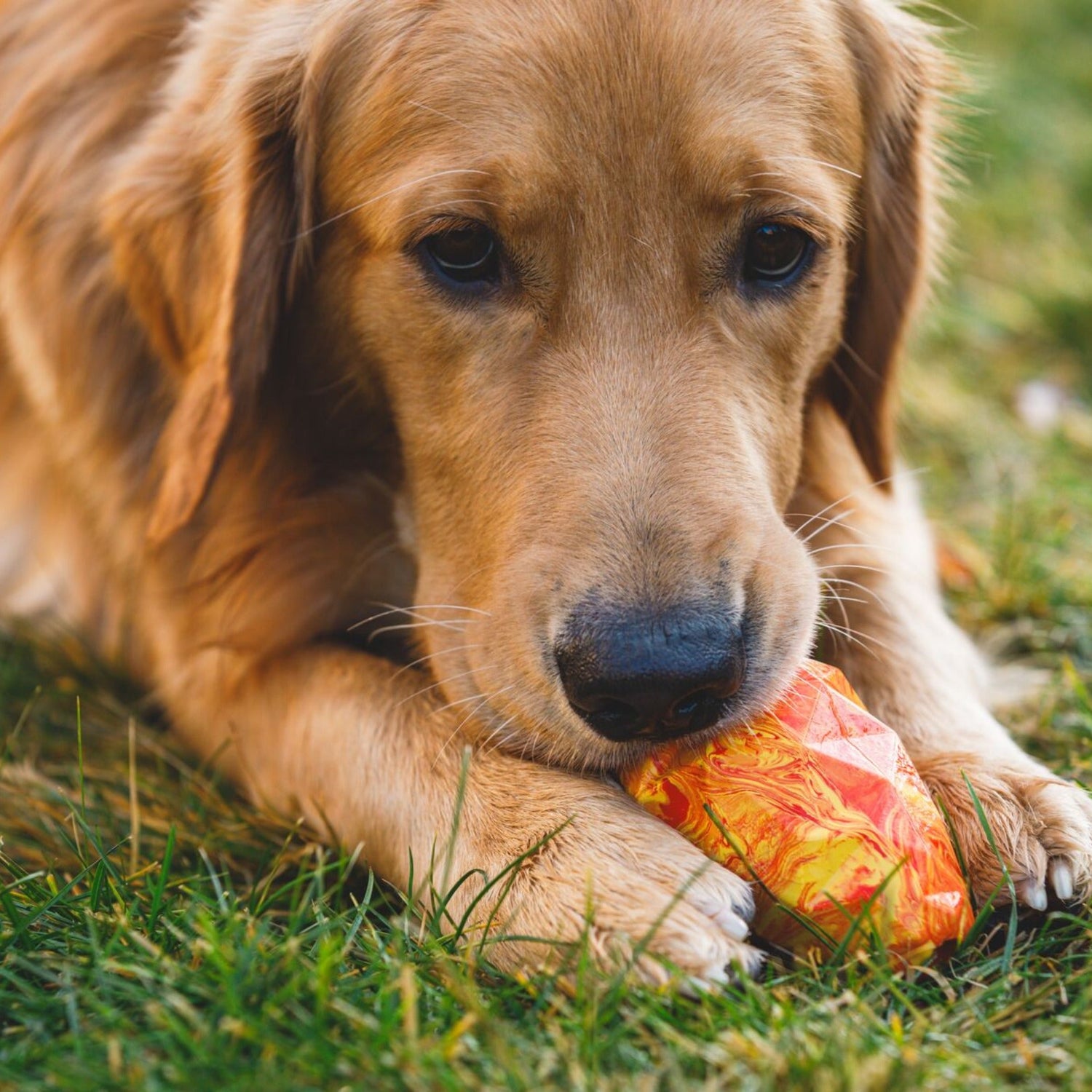 Ruffwear Gnawt - a - Cone, Hundespielzeug - Woofshack