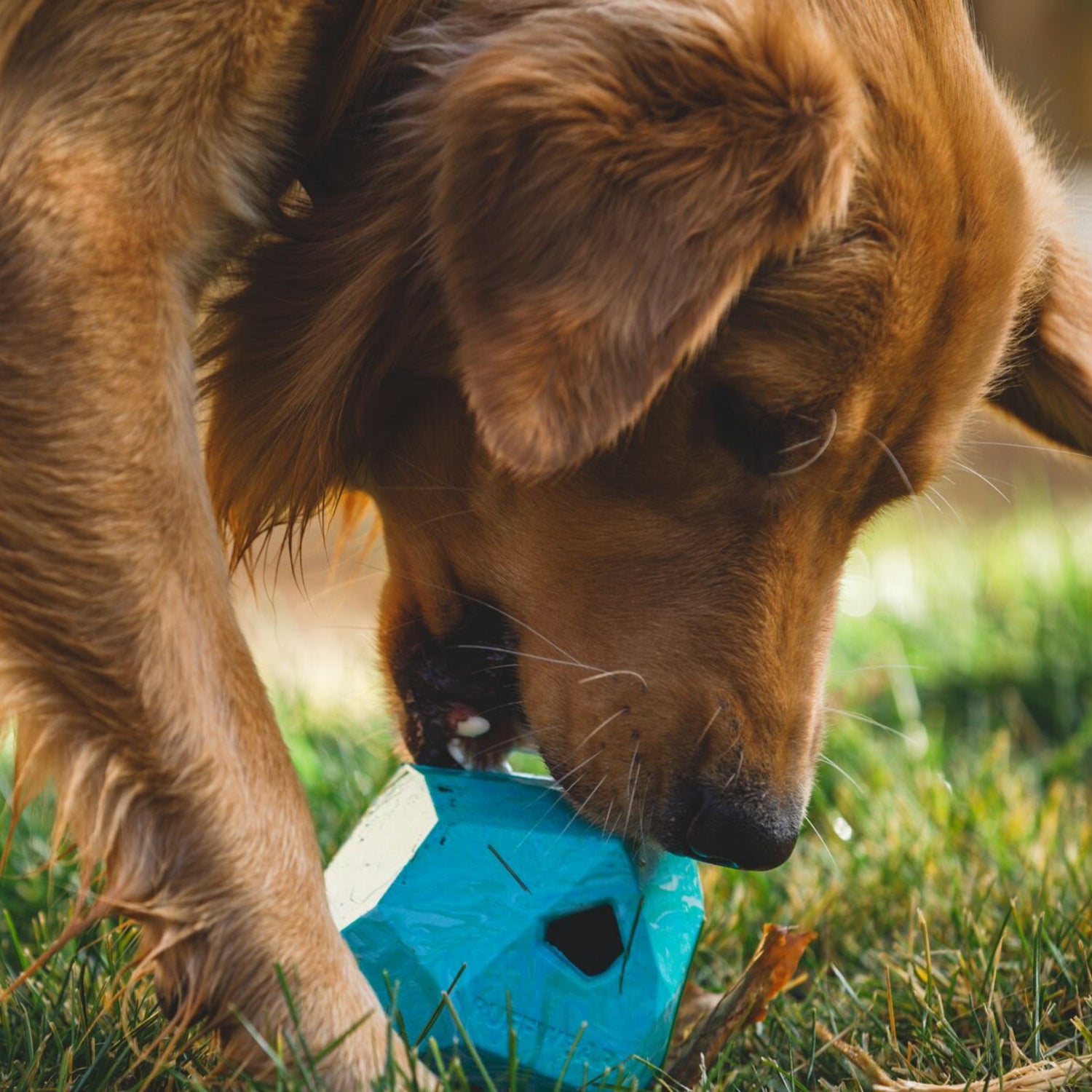 Ruffwear Gnawt-a-Rock, jouet pour chien