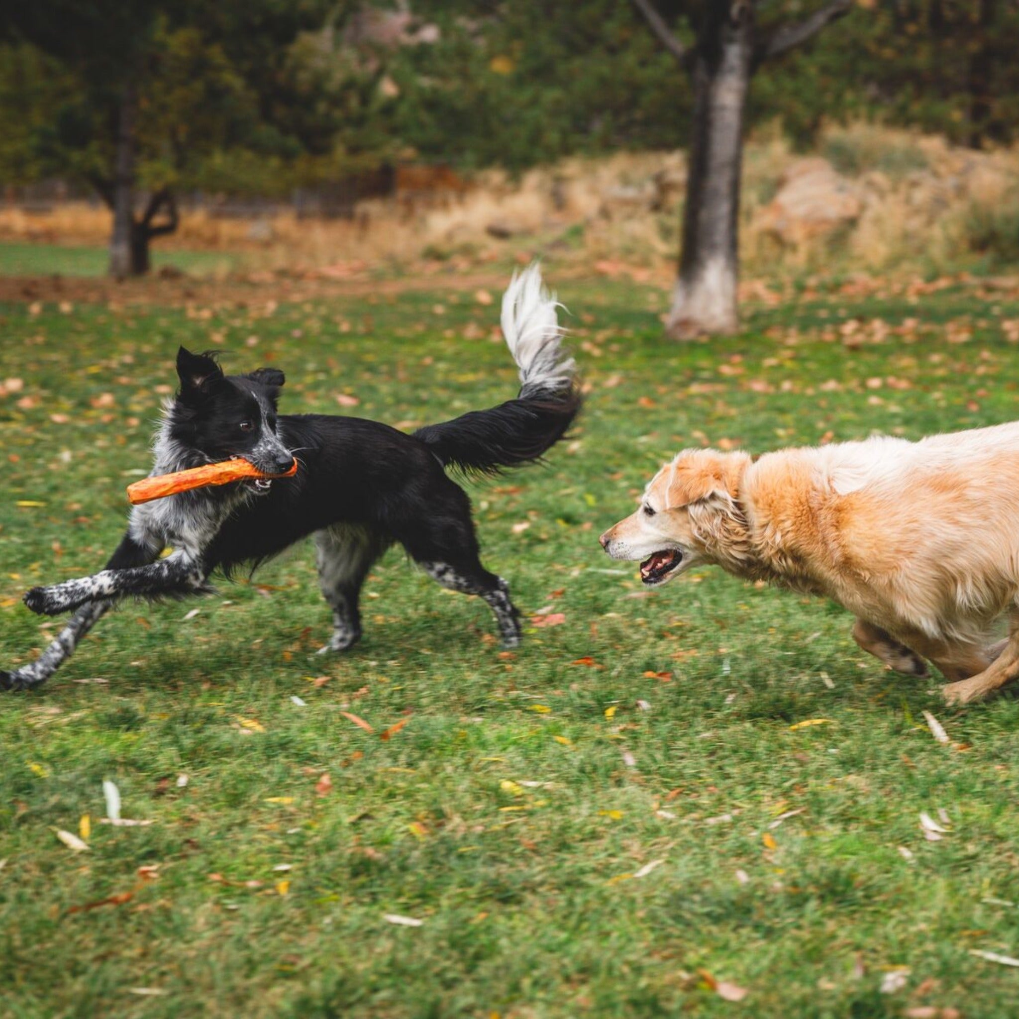 Ruffwear Gnawt - a - Stick, Hundespielzeug - Woofshack