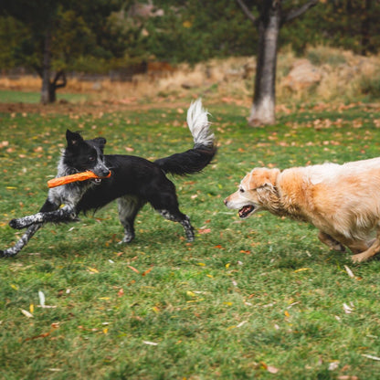 Ruffwear Gnawt - a - Stick, Hundespielzeug - Woofshack