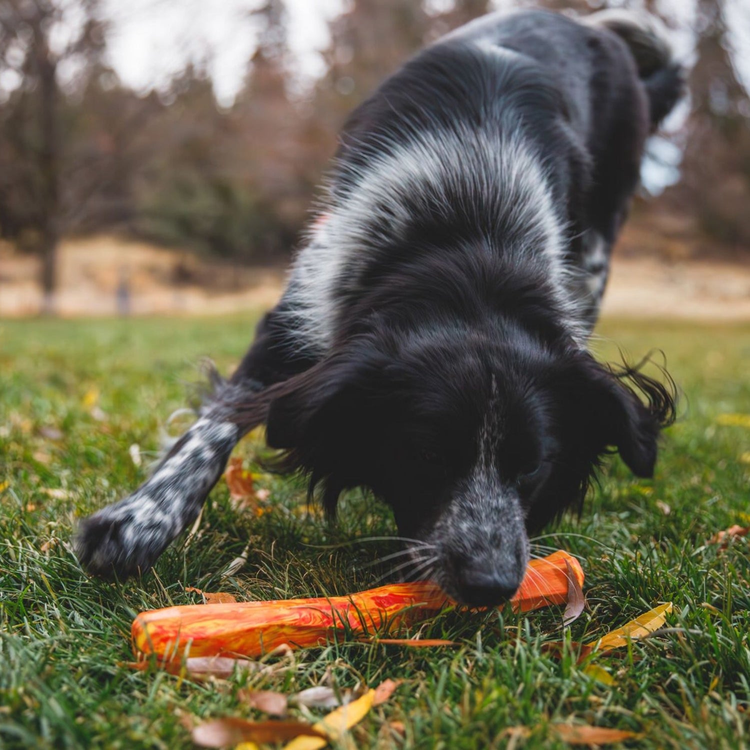 Ruffwear Gnawt - a - Stick, Hundespielzeug - Woofshack