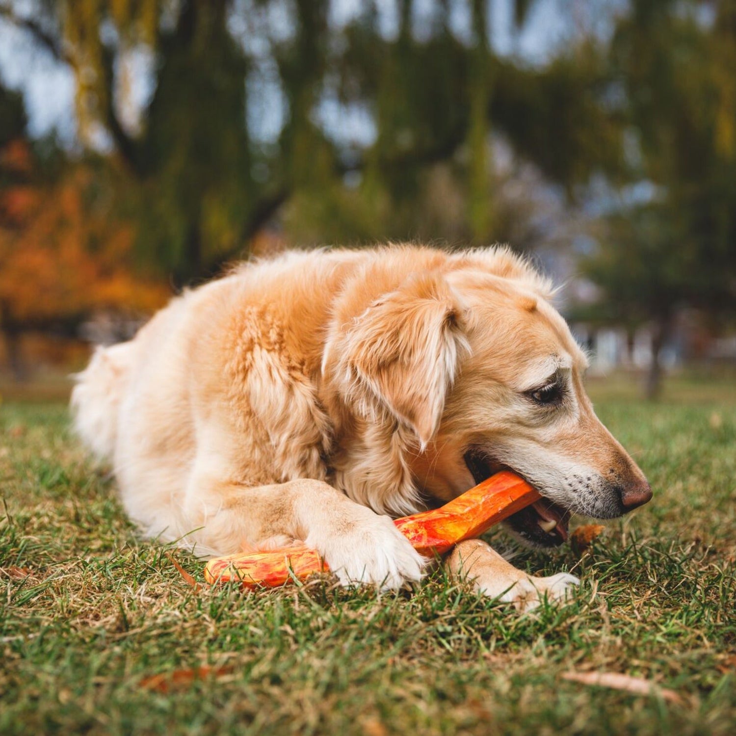 Ruffwear Gnawt - a - Stick, Hundespielzeug - Woofshack