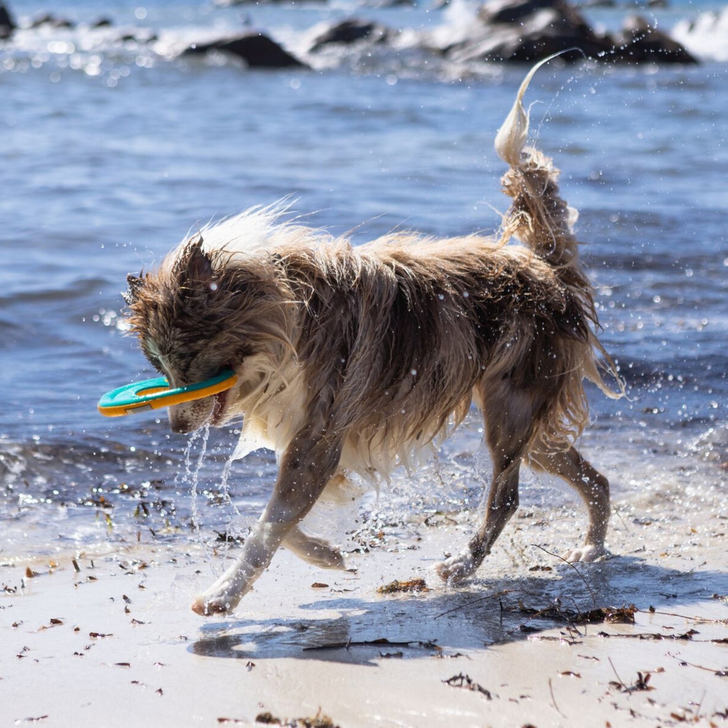 Ruffwear Hydro Plane, Hundespielzeug