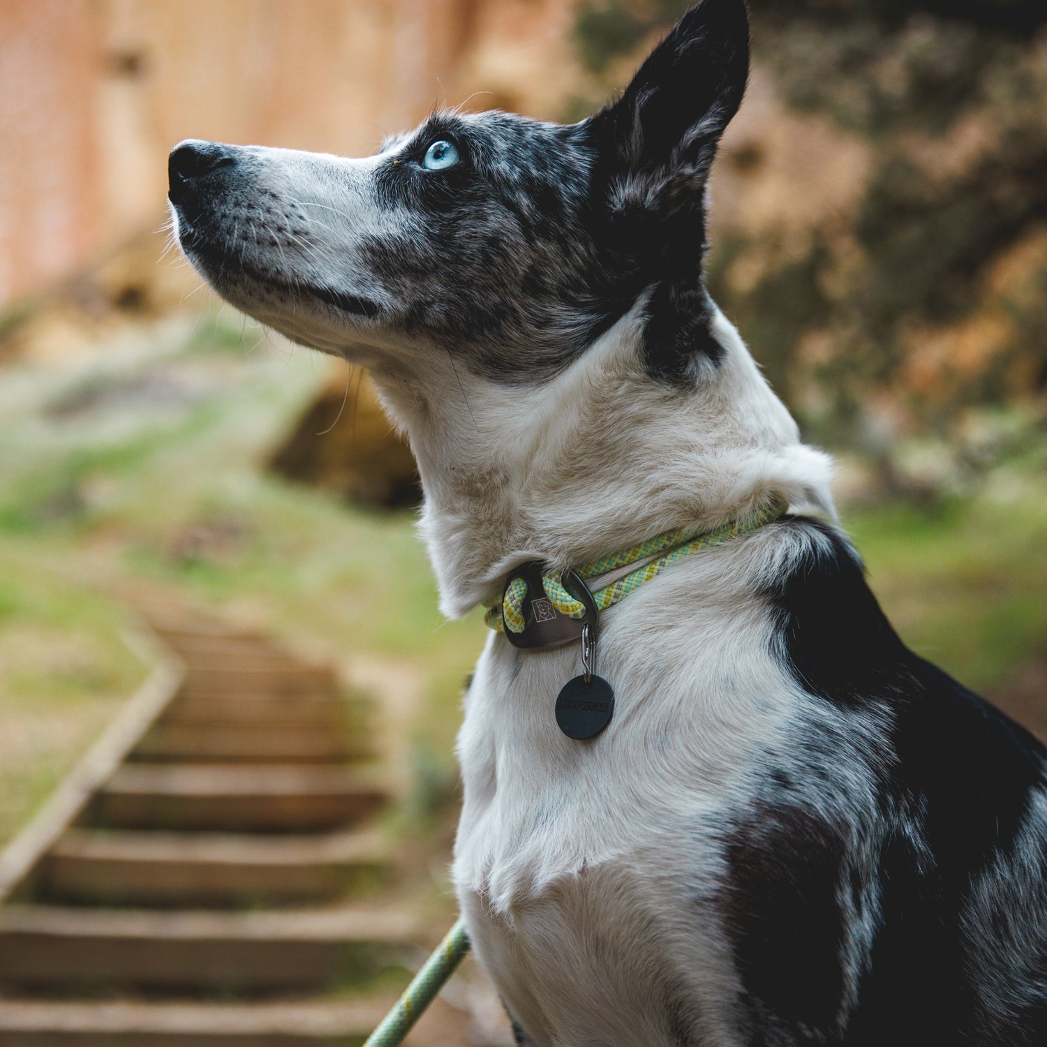 Ruffwear Knot-a-Collar, dog collar