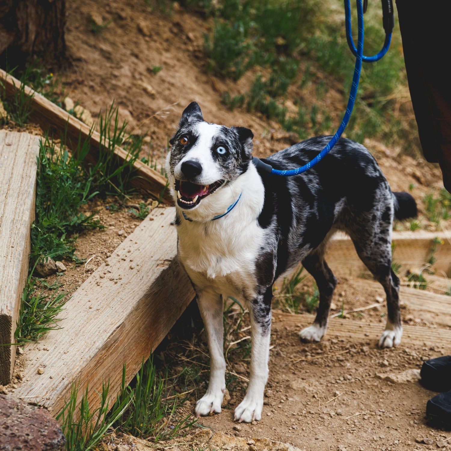 Ruffwear Knot - a - Leash, Hundeleine - Woofshack