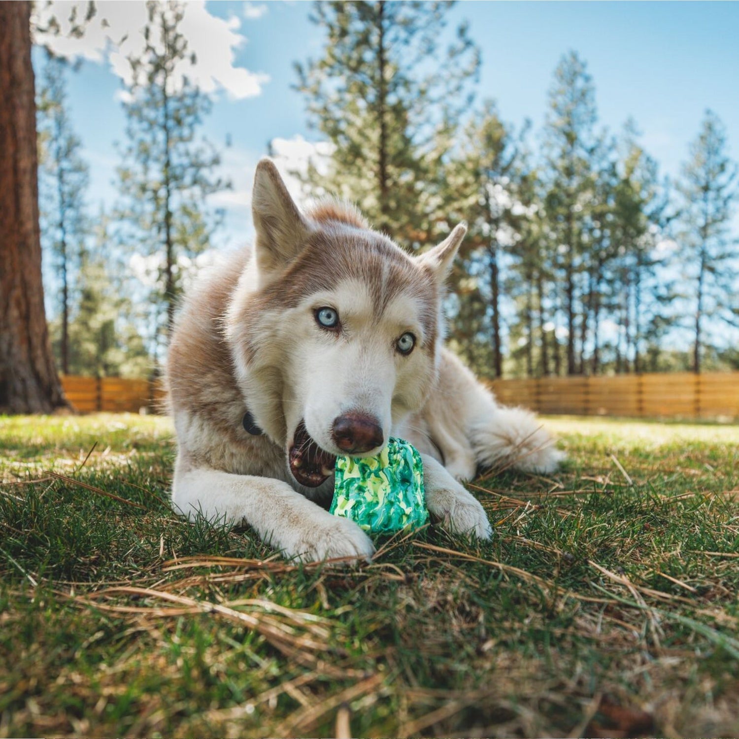 Ruffwear Morel, Hundespielzeug - Woofshack