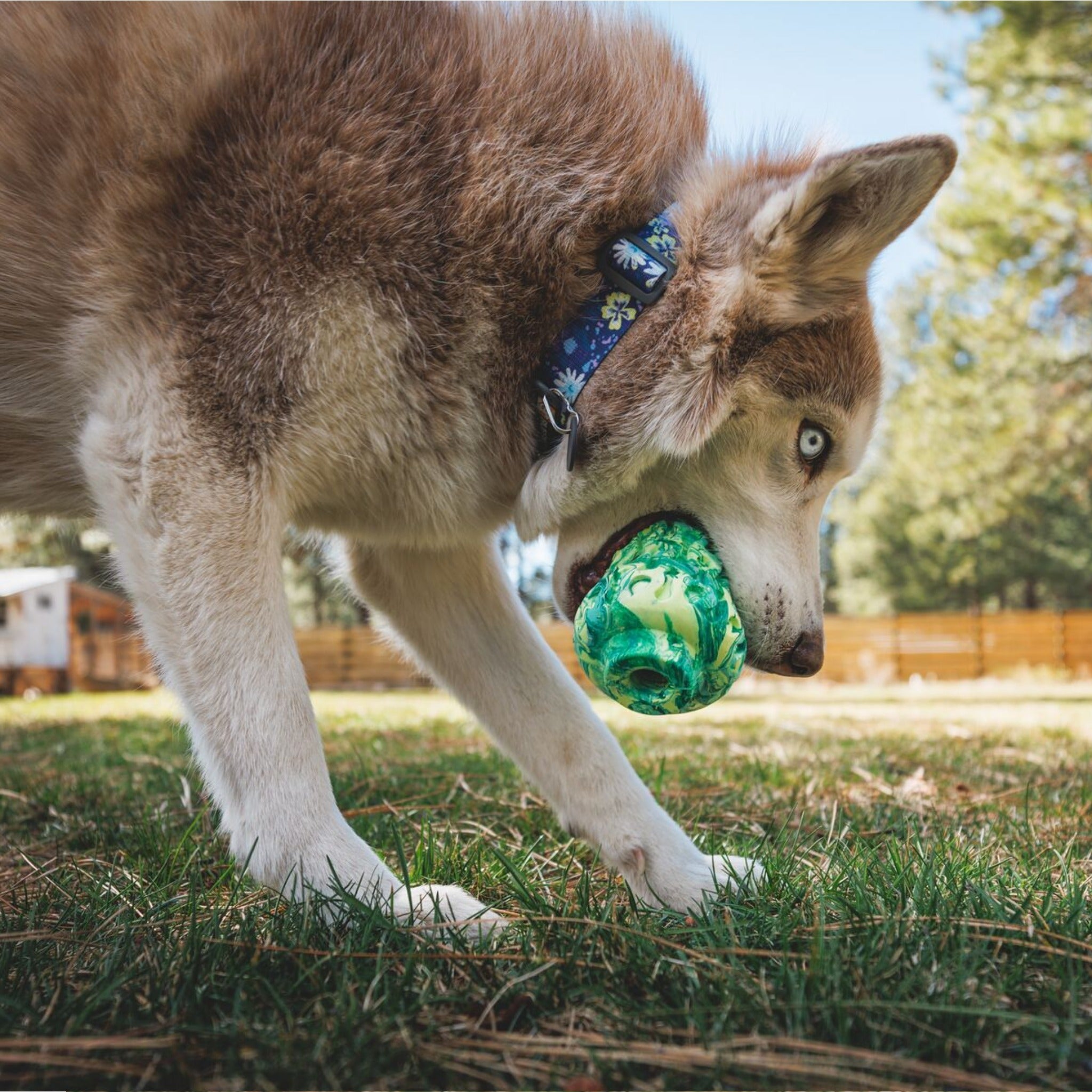 Ruffwear Morel, Hundespielzeug - Woofshack