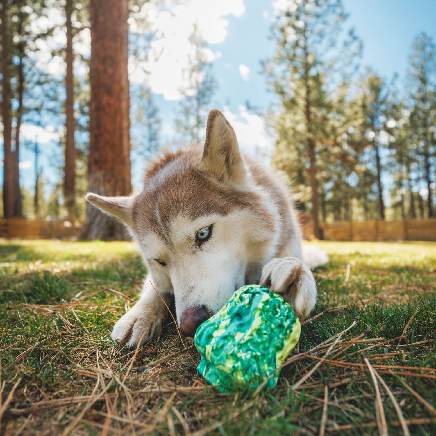 Ruffwear Morel, Hundespielzeug - Woofshack