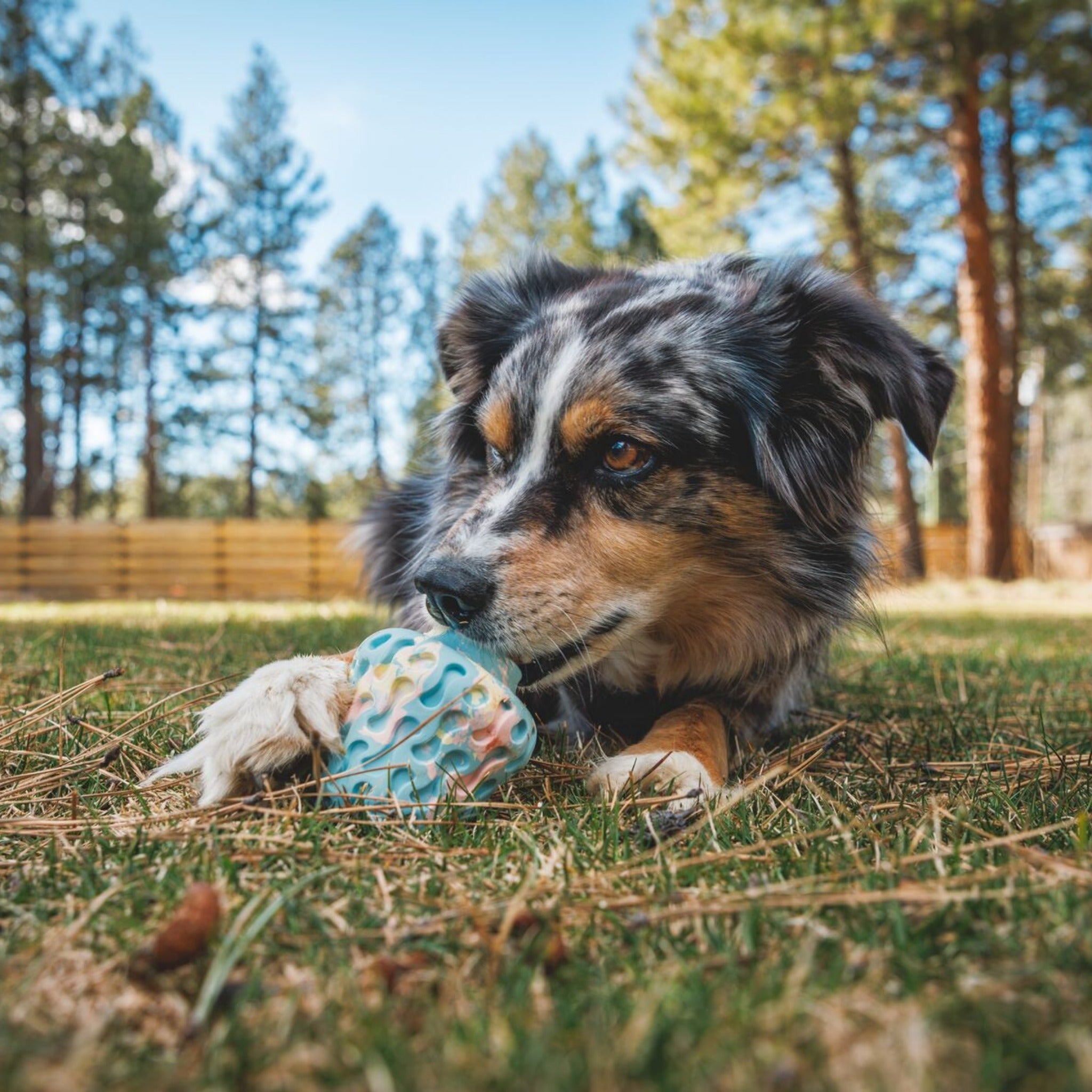 Ruffwear Morel, Hundespielzeug - Woofshack