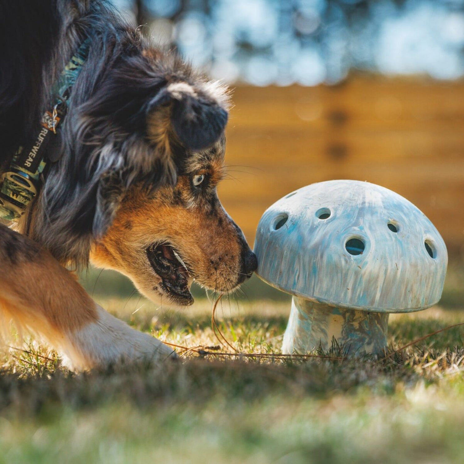 Ruffwear Porcini, Hundespielzeug - Woofshack