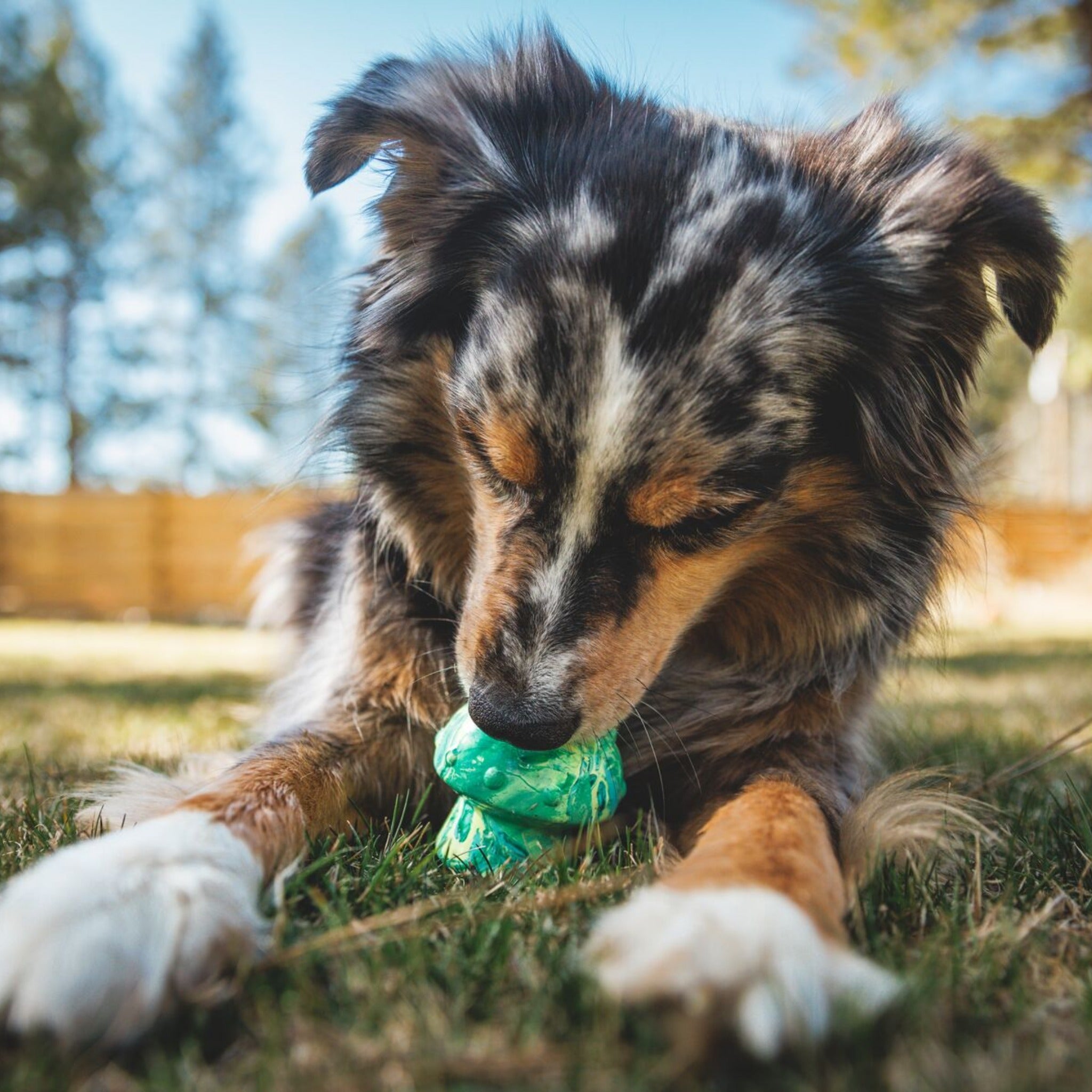 Ruffwear Toadstool, Hundespielzeug - Woofshack