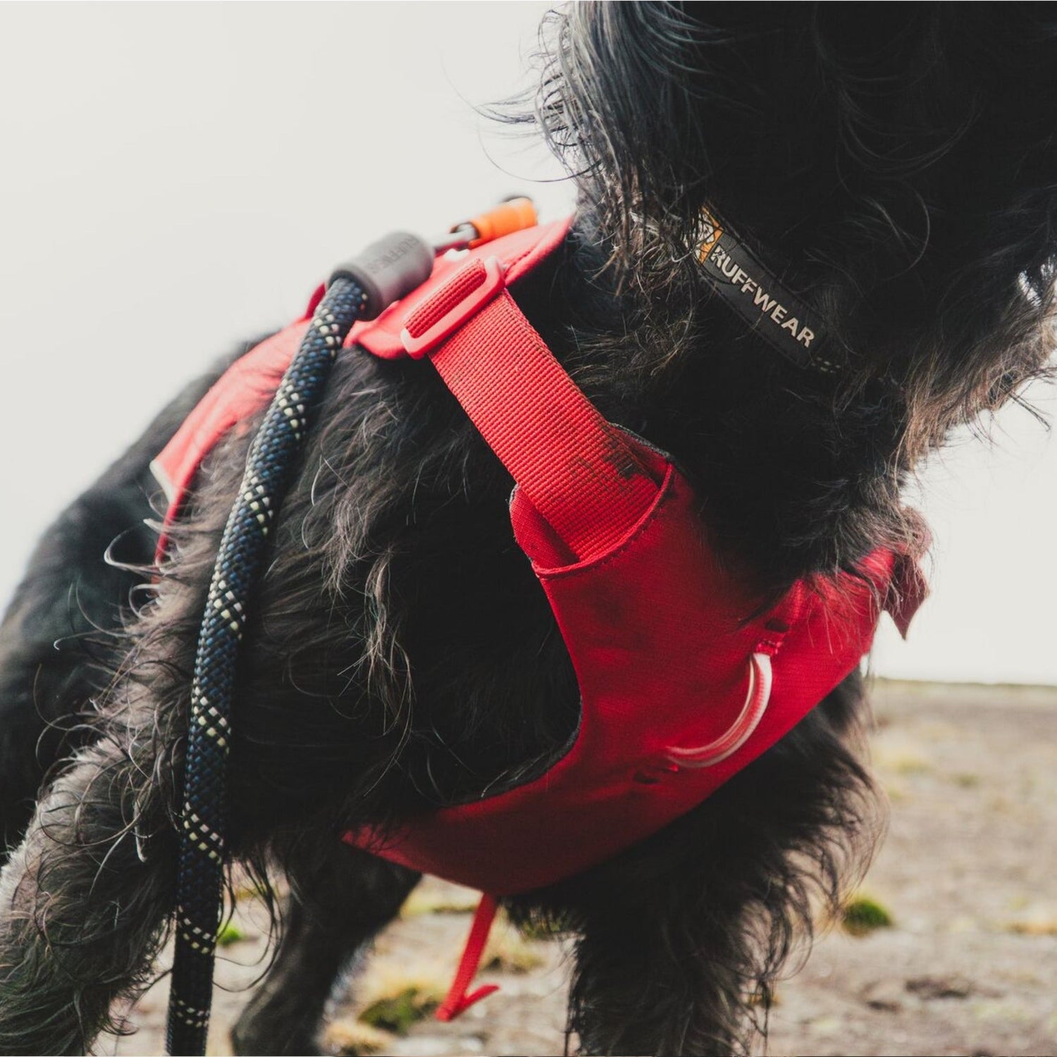 Ruffwear Web Master Harness, Hundegeschirr - Woofshack