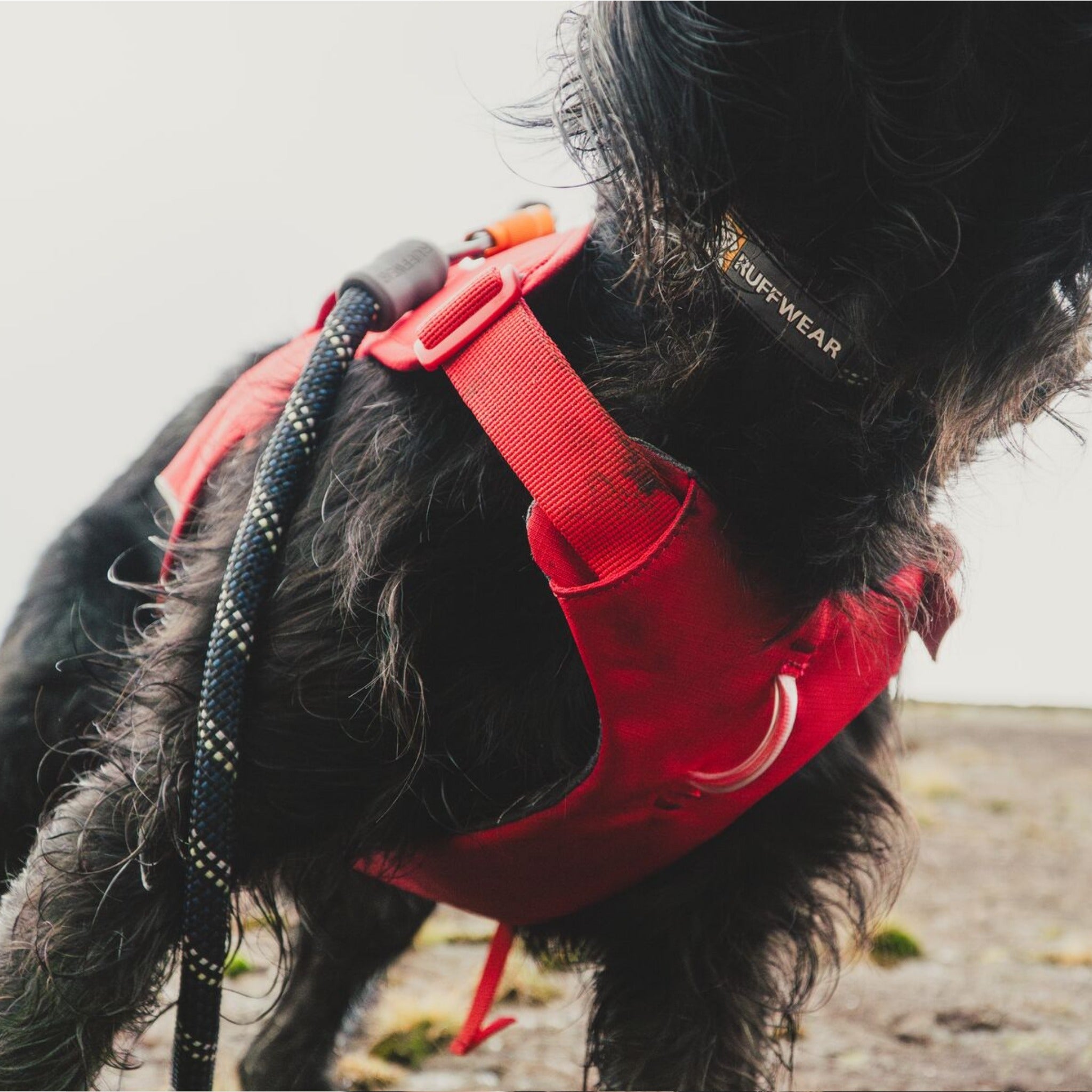 Ruffwear Web Master Harness, Hundegeschirr - Woofshack