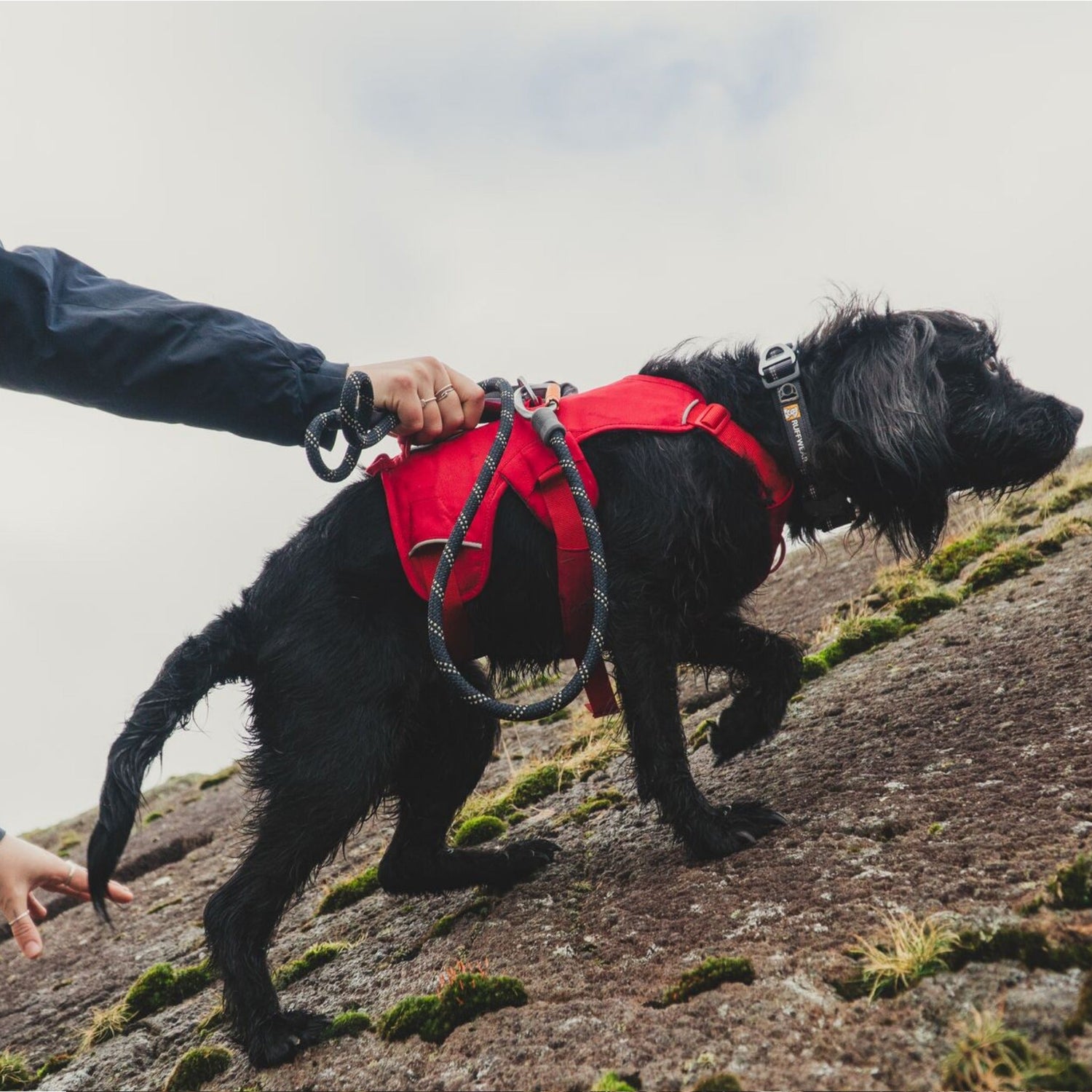 Ruffwear Web Master Harness, Hundegeschirr - Woofshack