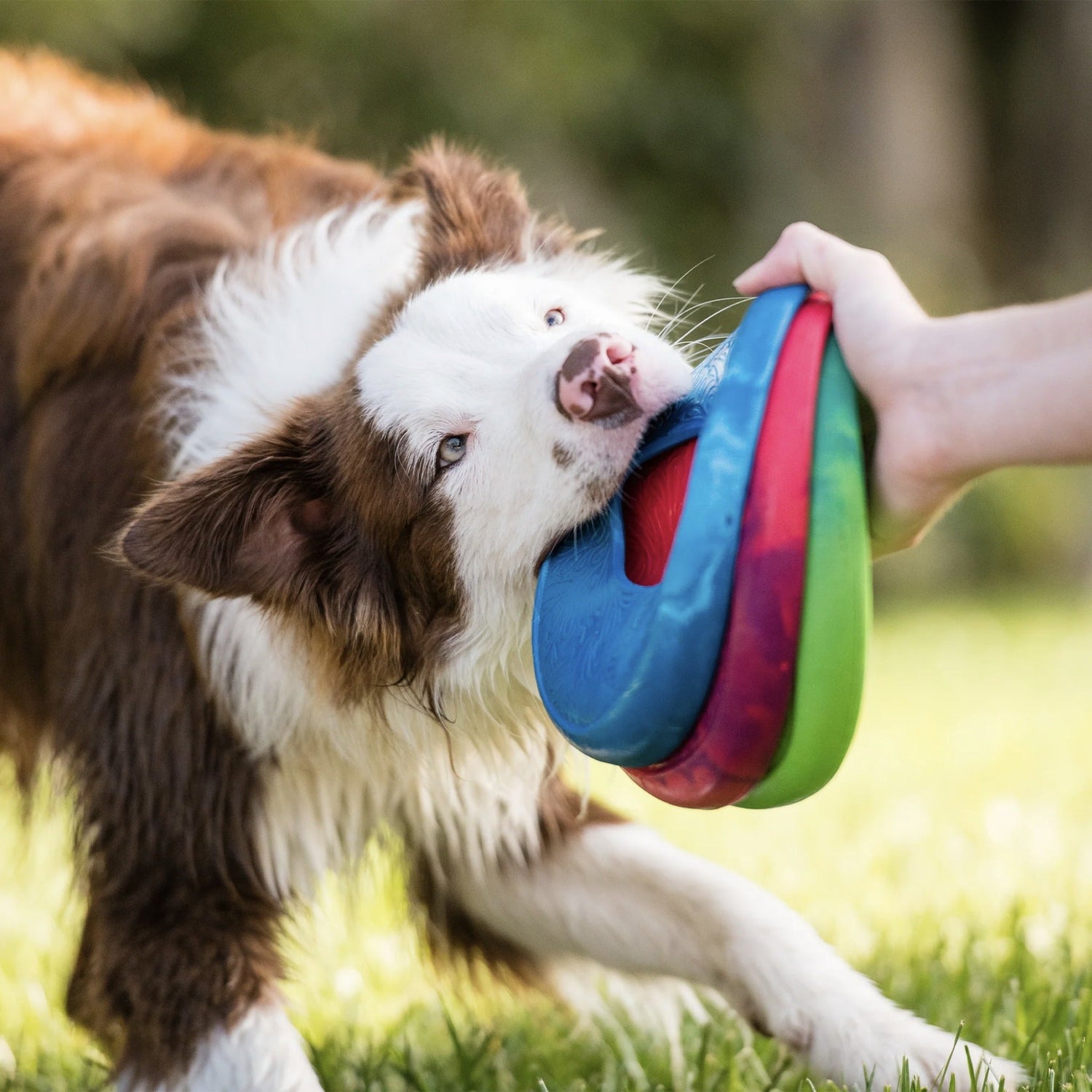 West Paw Seaflex Sailz, Hundespielzeug - Woofshack