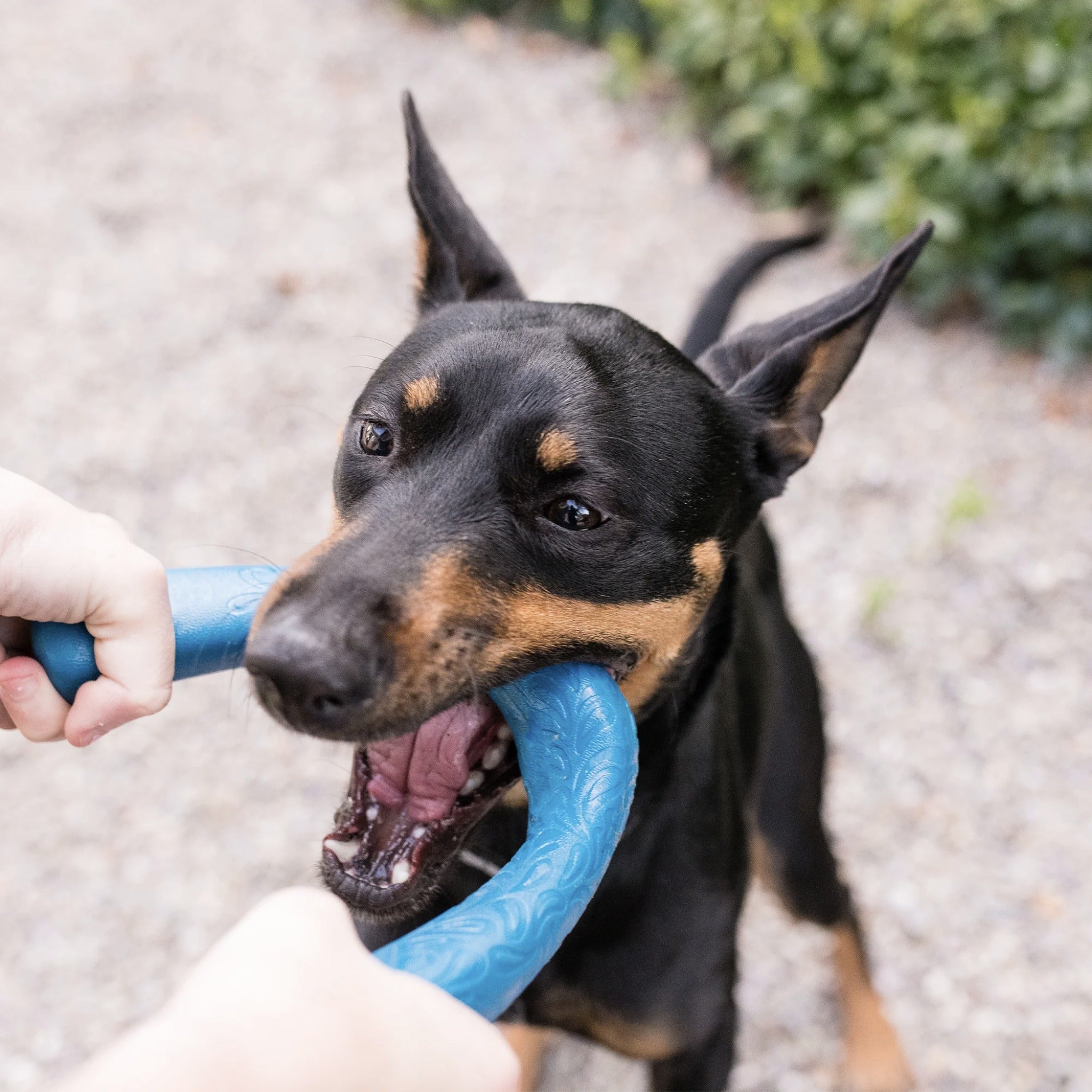 West Paw Seaflex Snorkl, Hundespielzeug - Woofshack