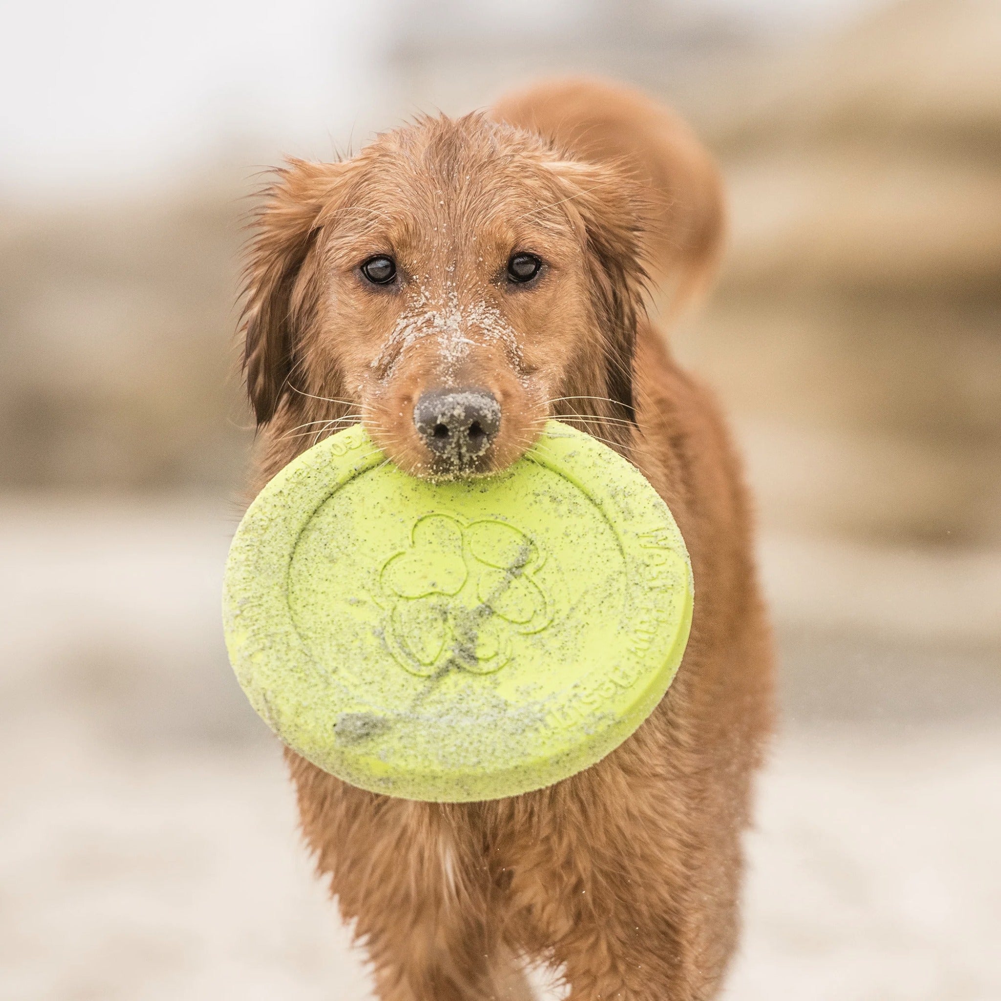 West Paw Zogoflex Zisc, Hundespielzeug - Woofshack