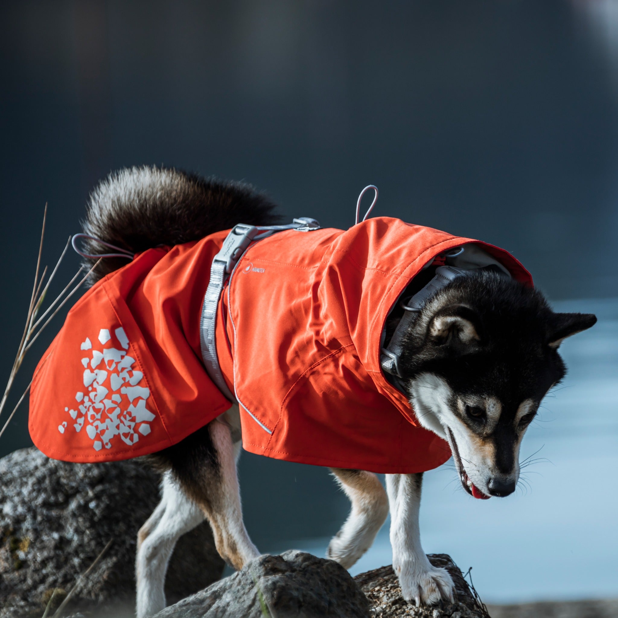 Monsoon 2024 dog coat