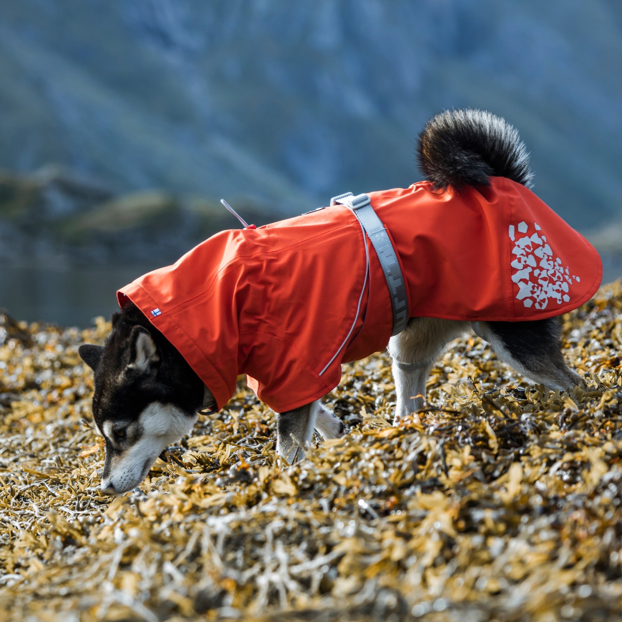 Monsoon sales dog coat