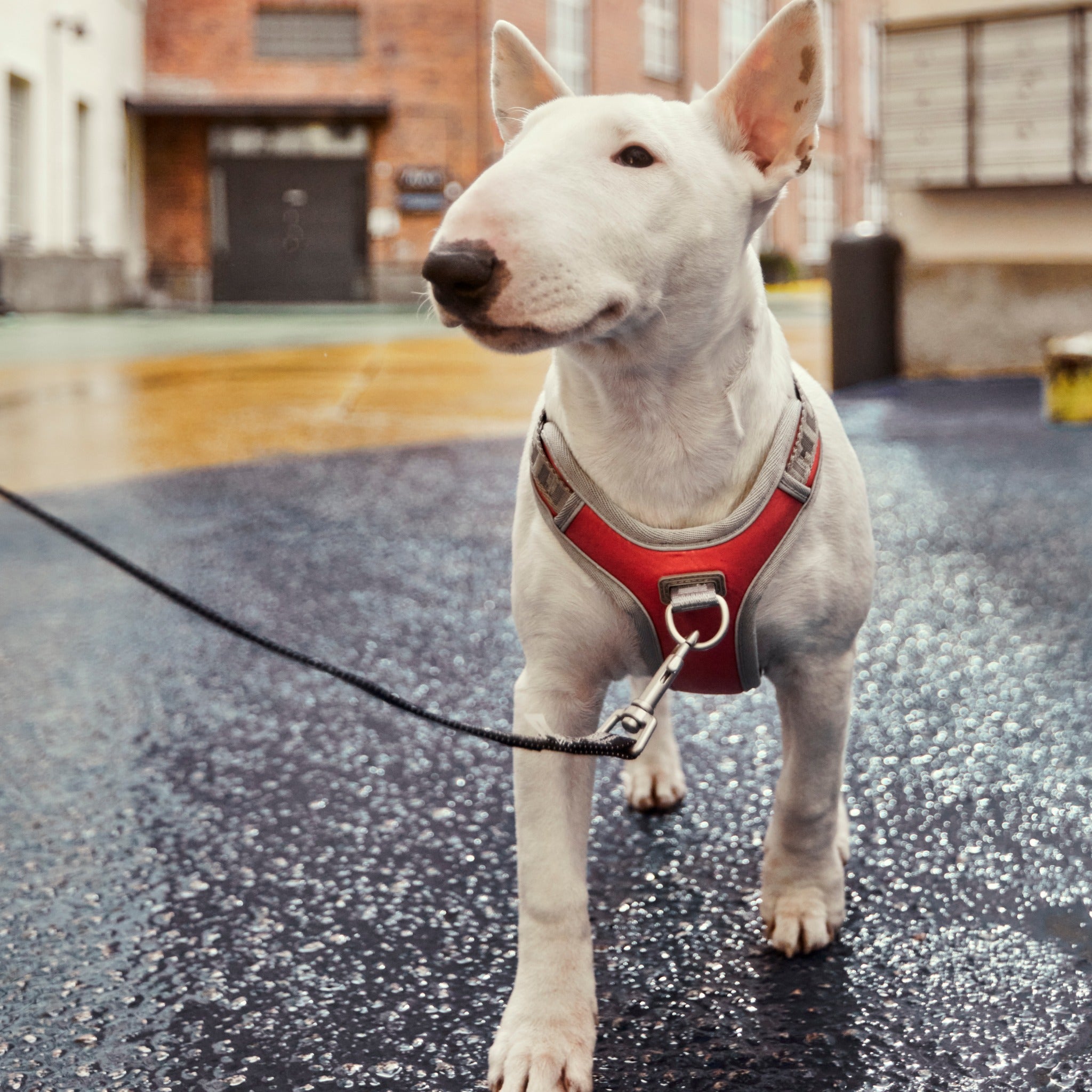 English bull terrier harness best sale and lead