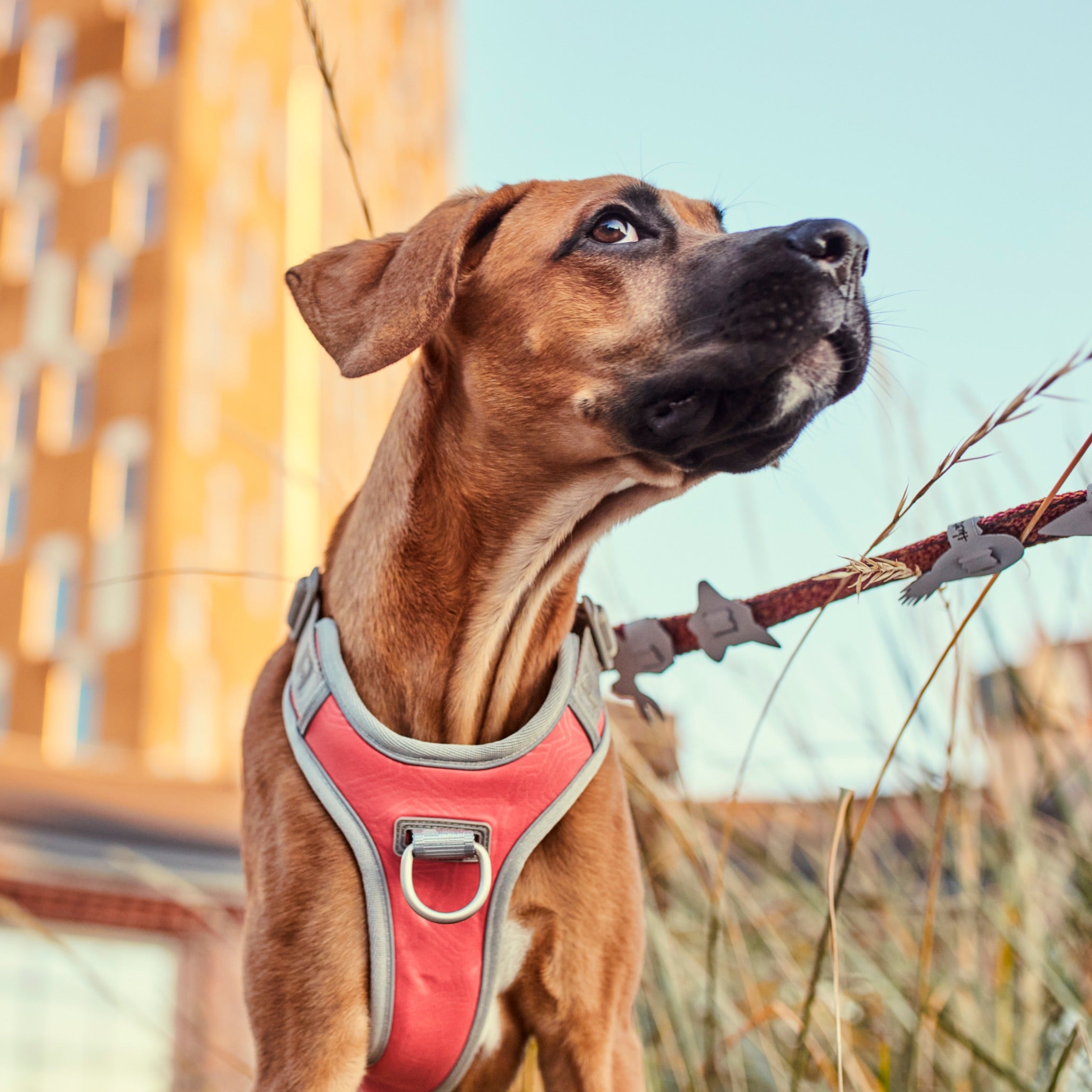 Hurtta Venture No Pull Dog Harness