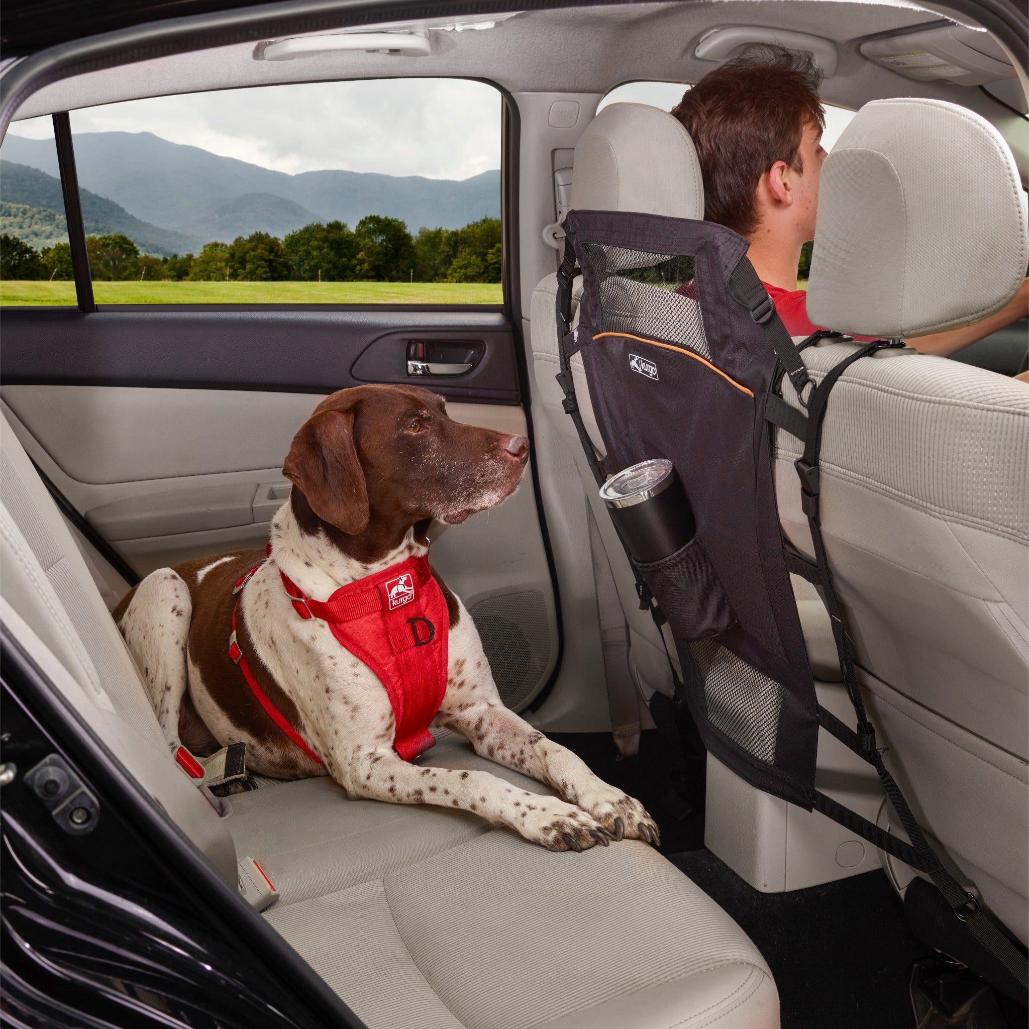 Back seat online separator for dogs