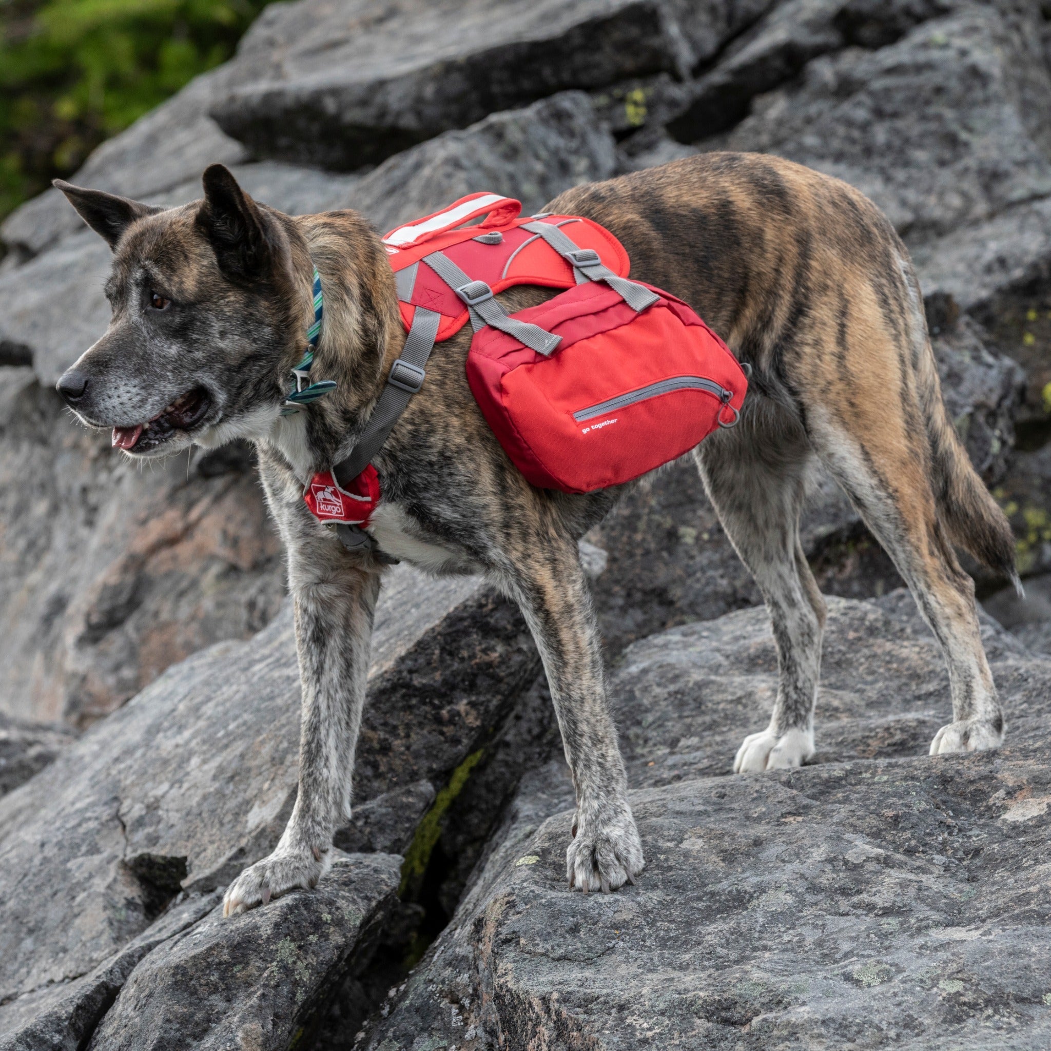 Baxter dog outlet backpack