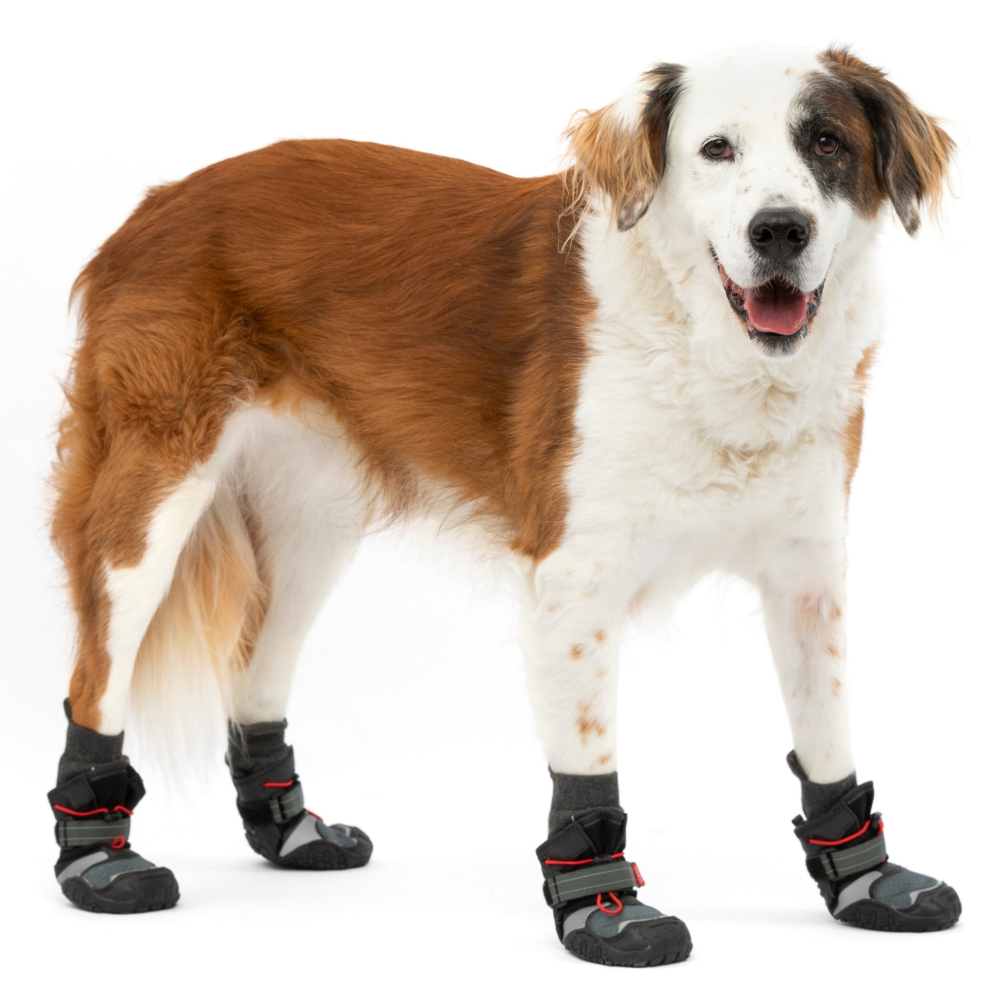 Kurgo Blaze Cross Socks Hundesocken