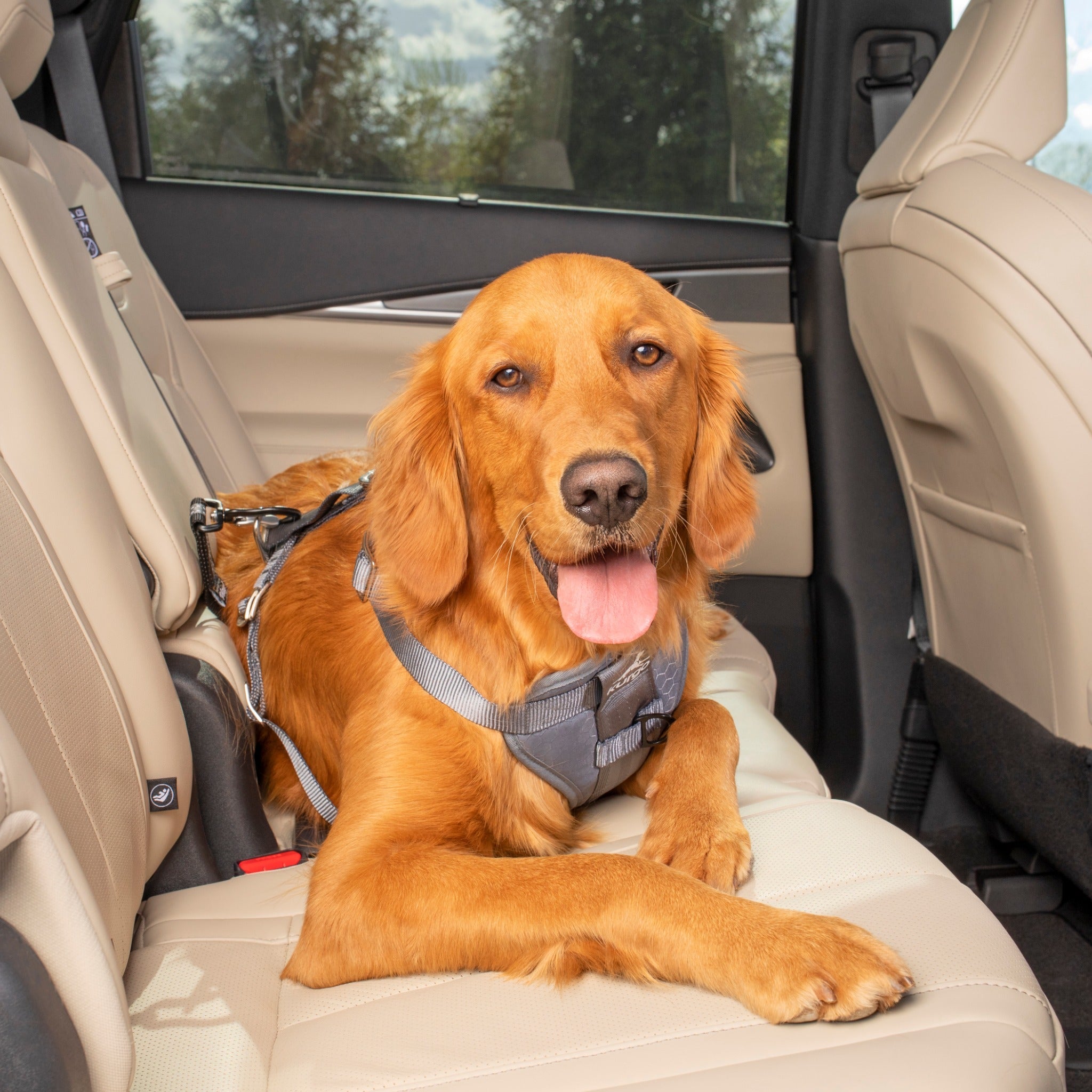 Kurgo dog on sale seat belt tether