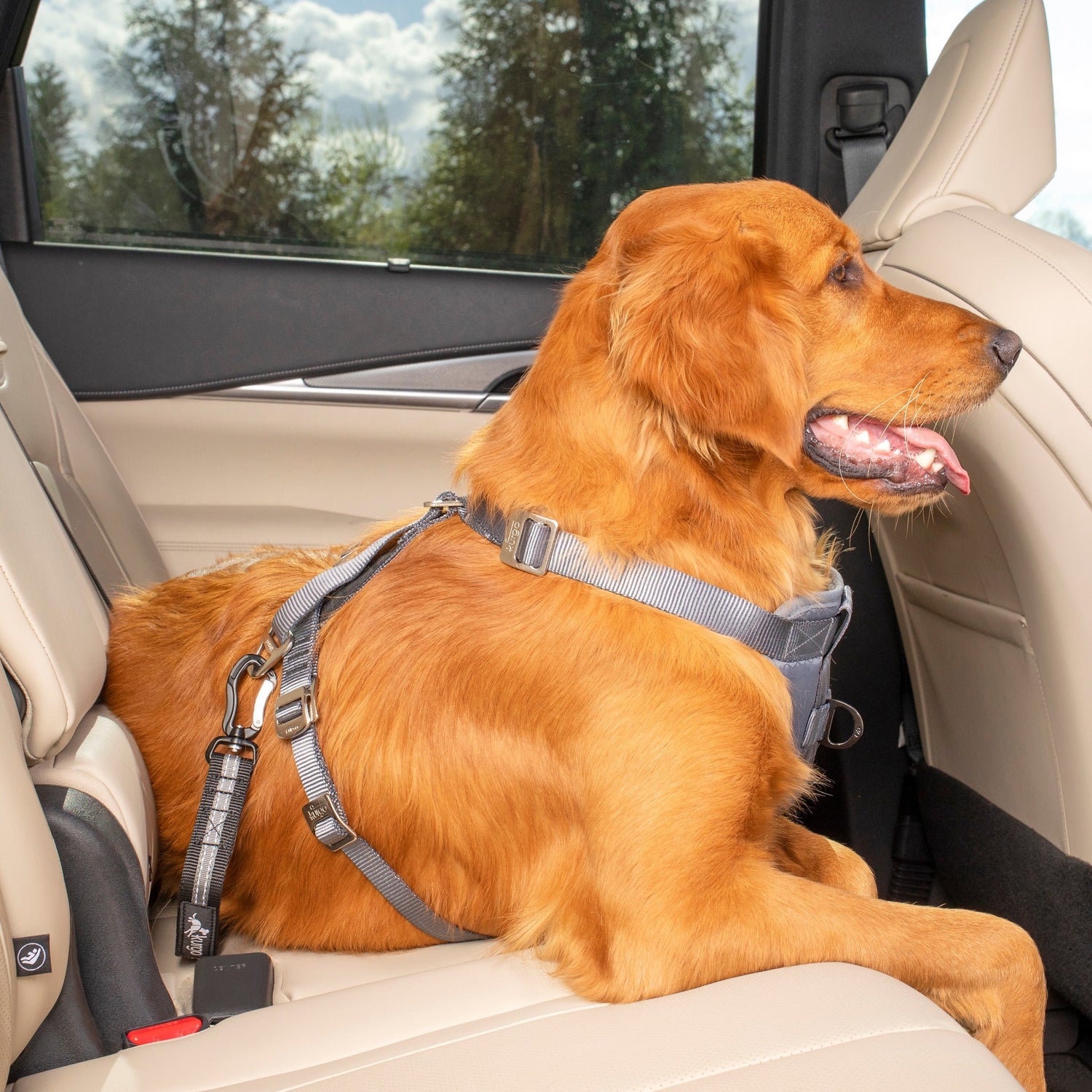 Dog safety belt for seat belt buckle and Isofix 🐾