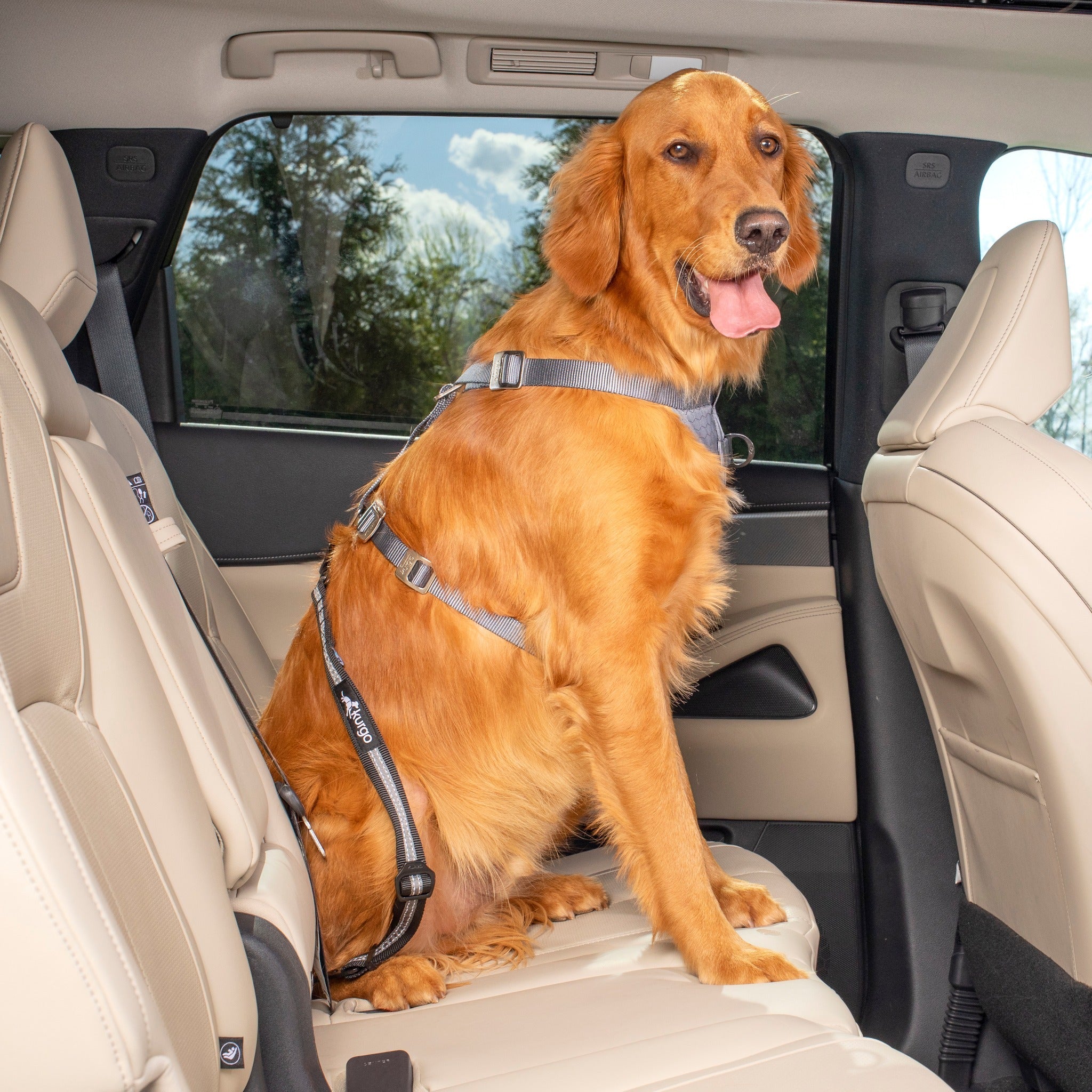 Dog car harness sales tether