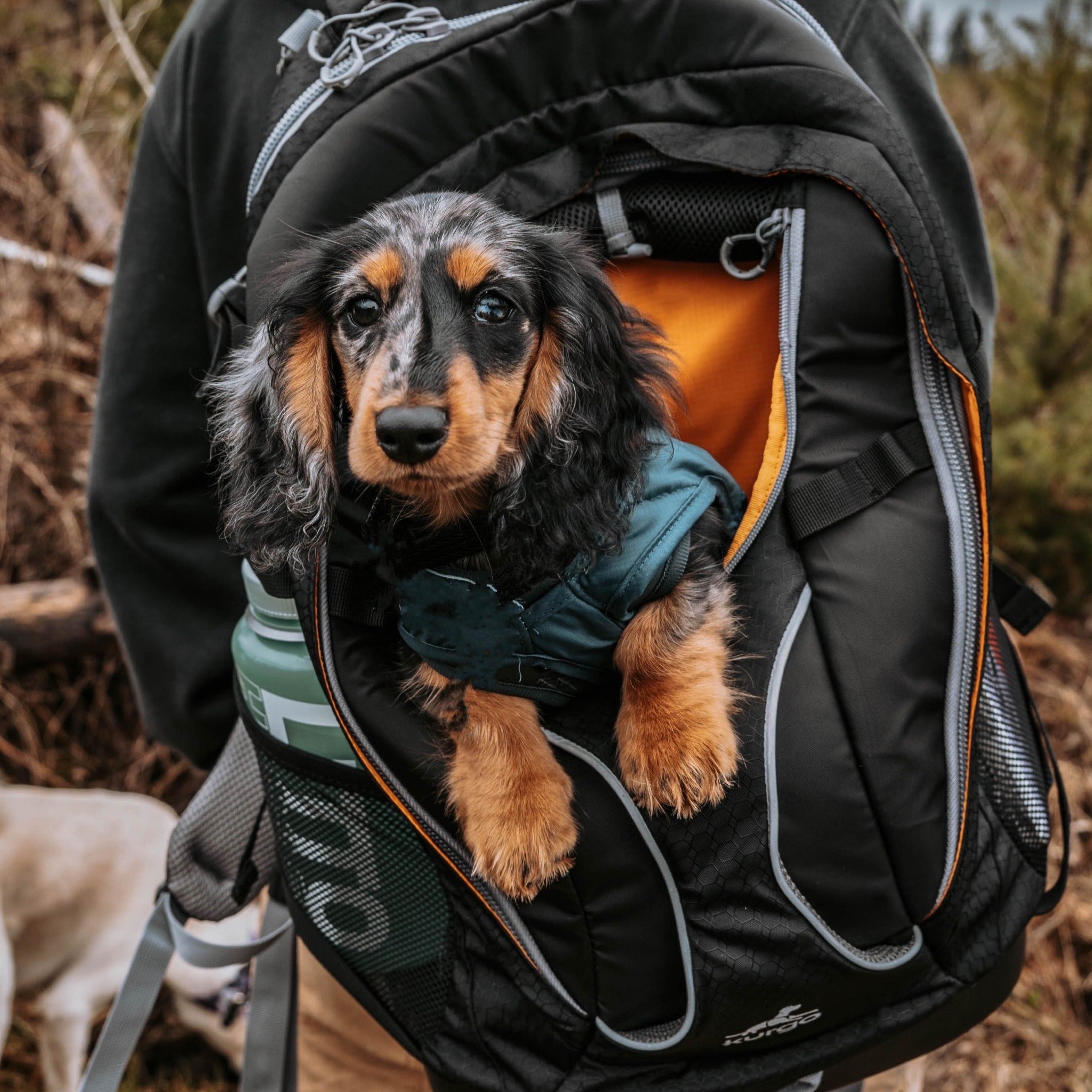 Kurgo dog deals carrier backpack