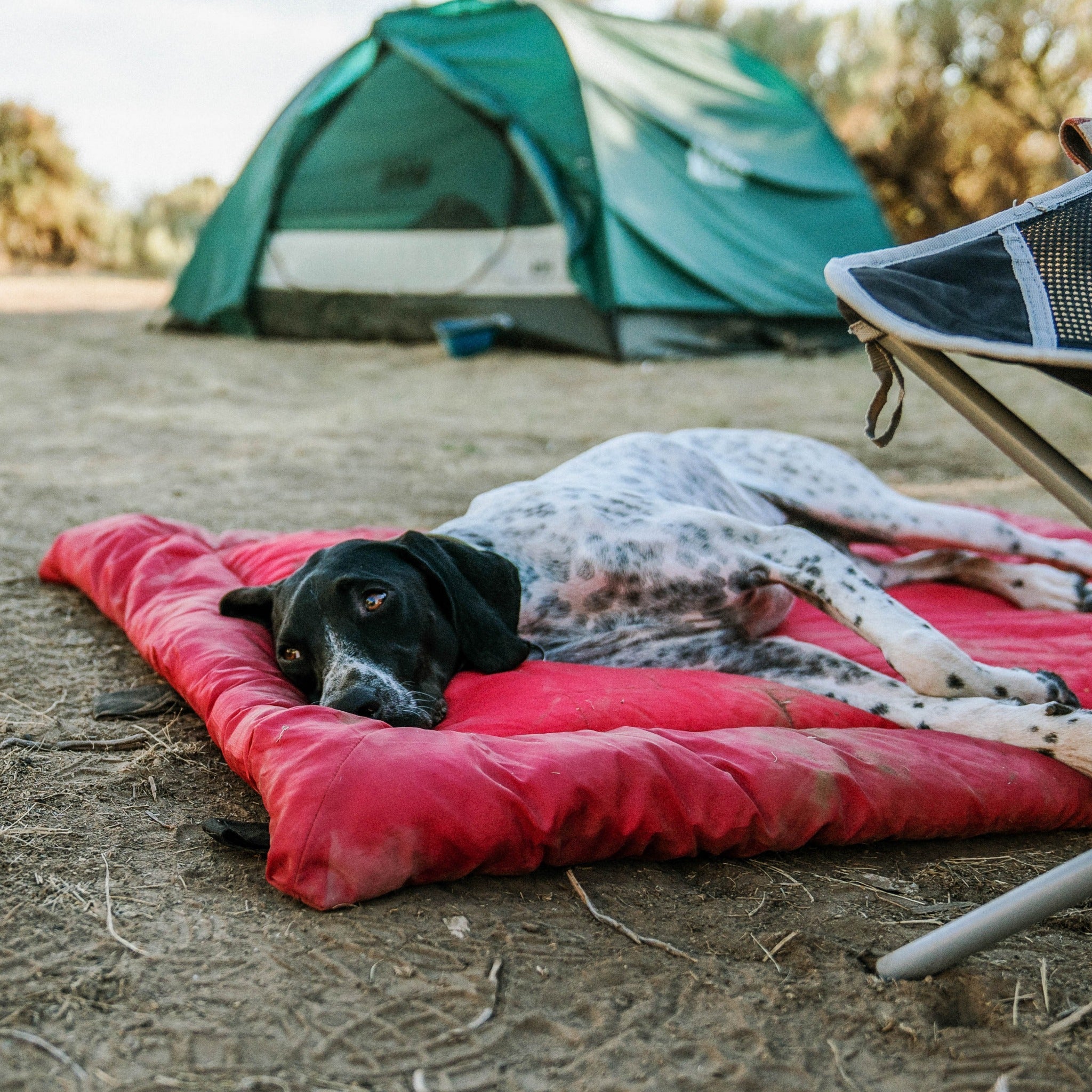 Kurgo Loft Wander Dog Bed