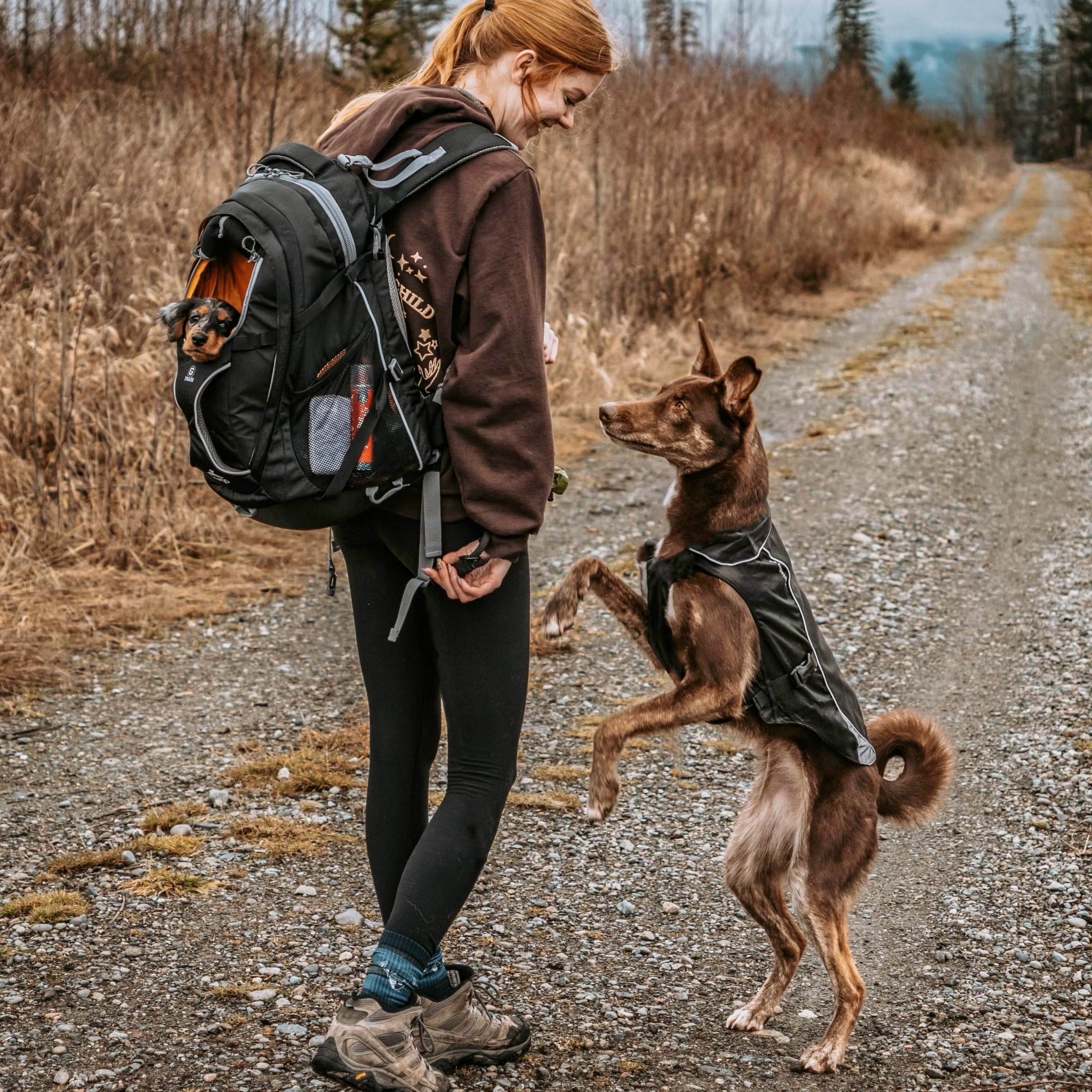 Dog sales hiking coat