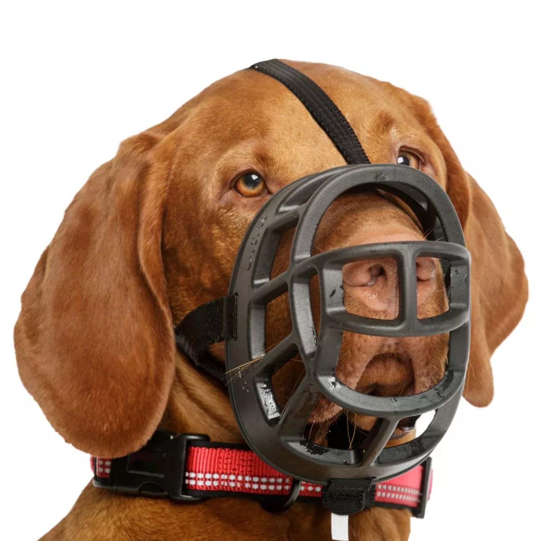 Bozal baskerville fashion ultra muzzle